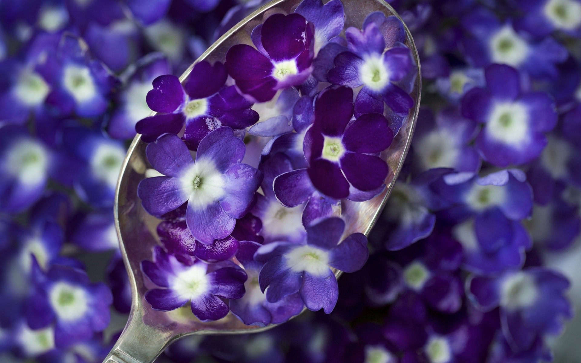 Spoons Flowers Purple Flowers Macro 1920x1200