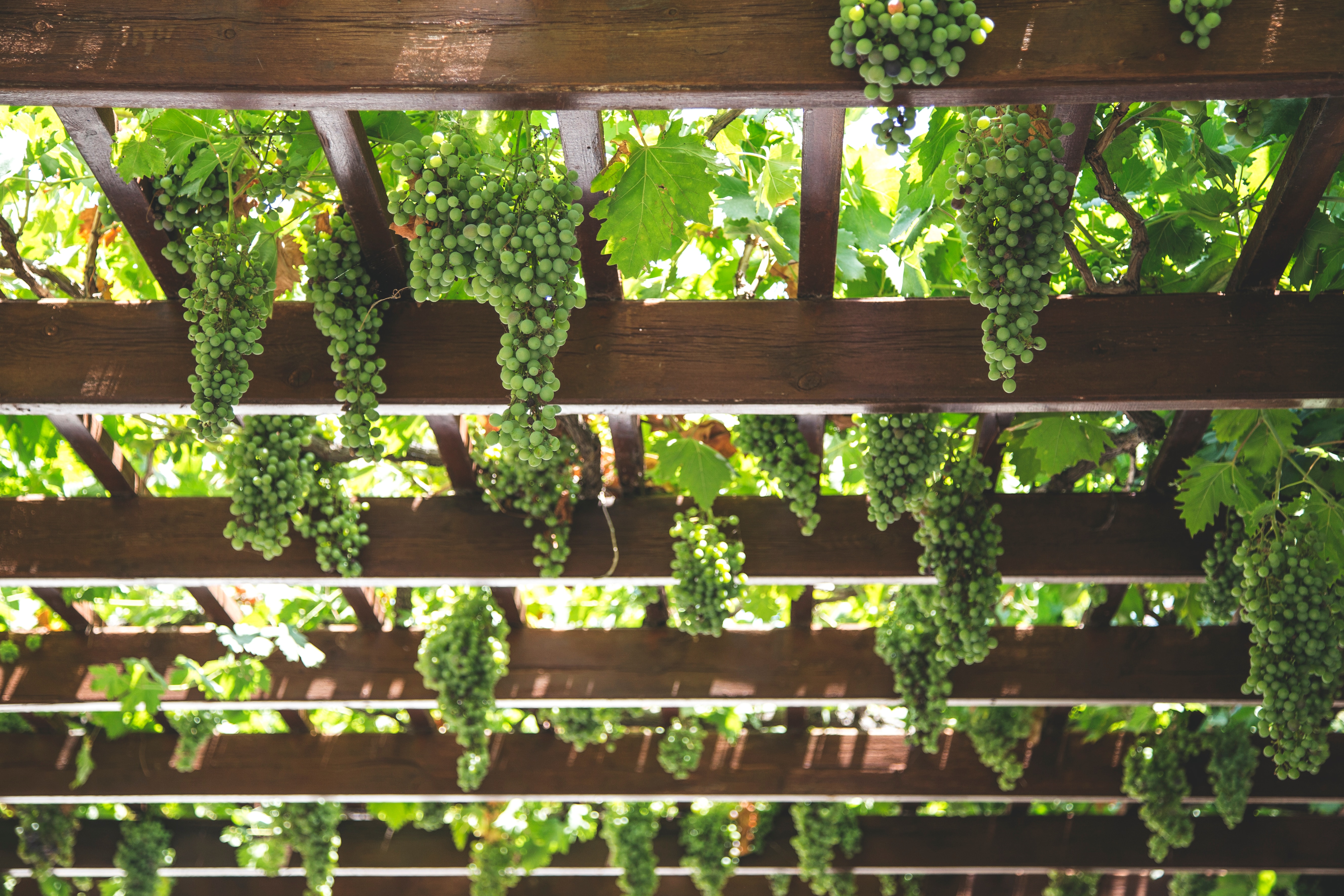 Grapes Grapevine Vineyards Greece Farm Wood Leaves Green 5310x3540