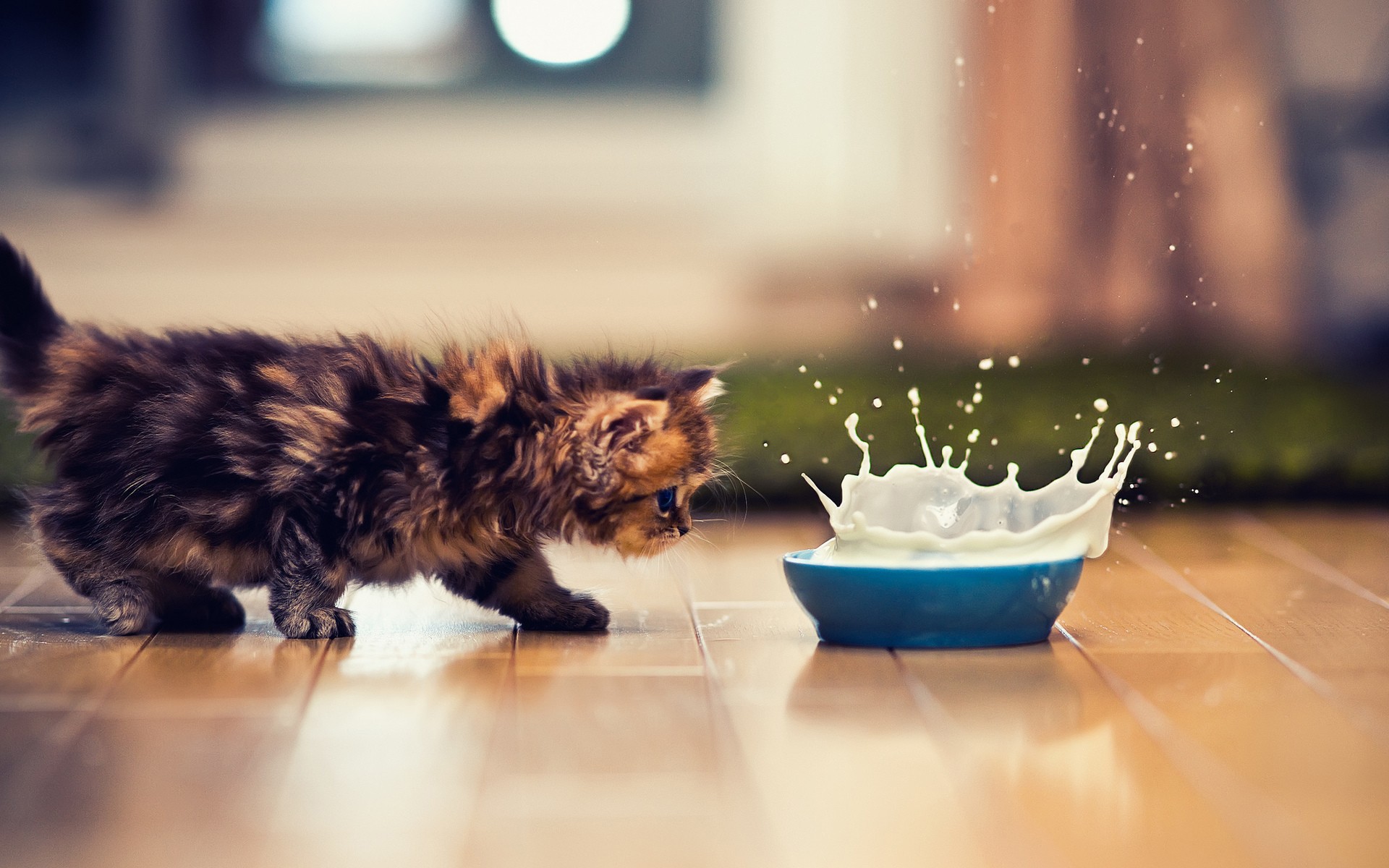 Kittens Ben Torode Animals Milk Splashes 1920x1200