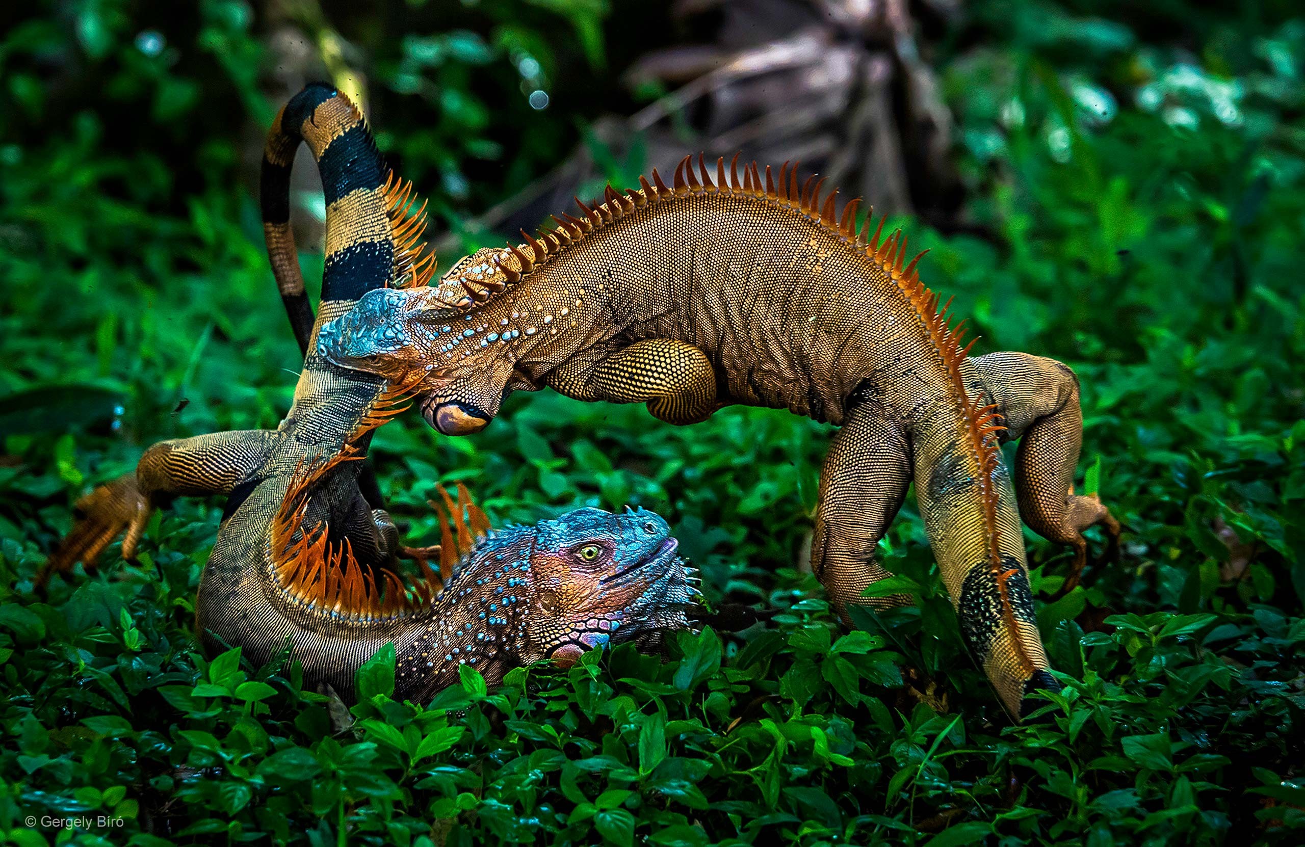 Nature Plants Animals Battle Iguana Costa Rica Jungle Photography Rainforest Leaves 2560x1662
