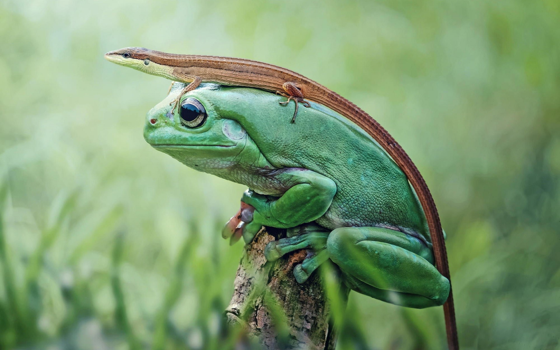 Frog Nature Animals Closeup Lizards 1920x1200