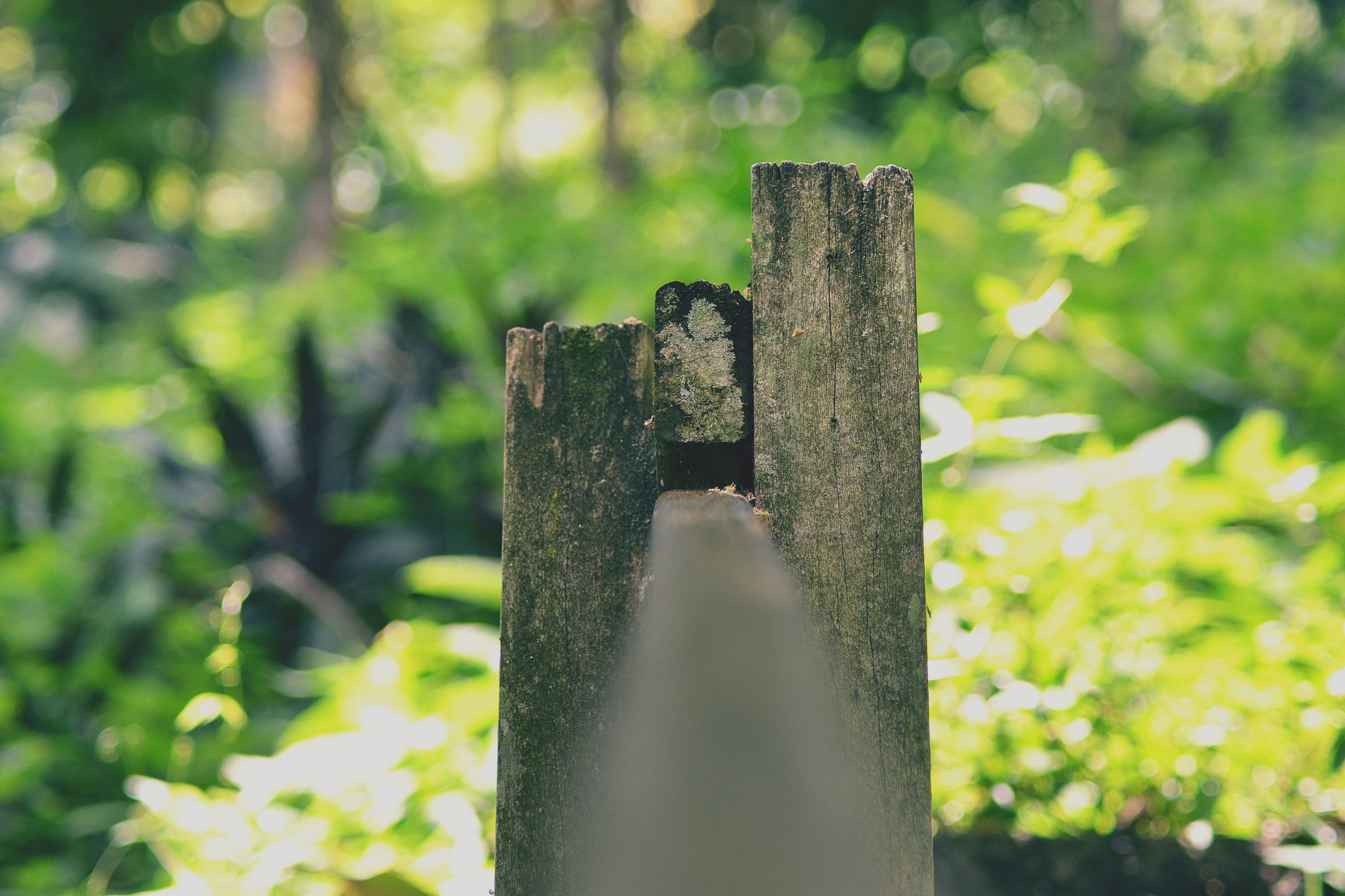 Nature Sunlight Wood Ferns Macro Depth Of Field Plants Bokeh Lichen 4000x2667