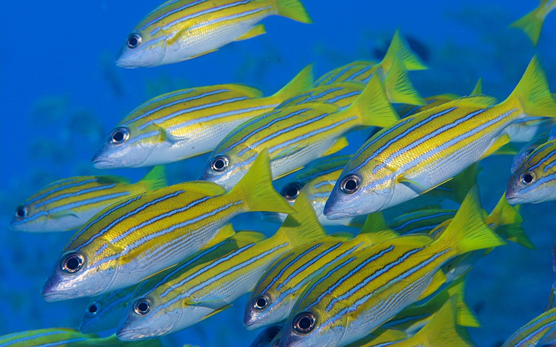 Animals Fish Tropical Fish Colorful Sea 1920x1200