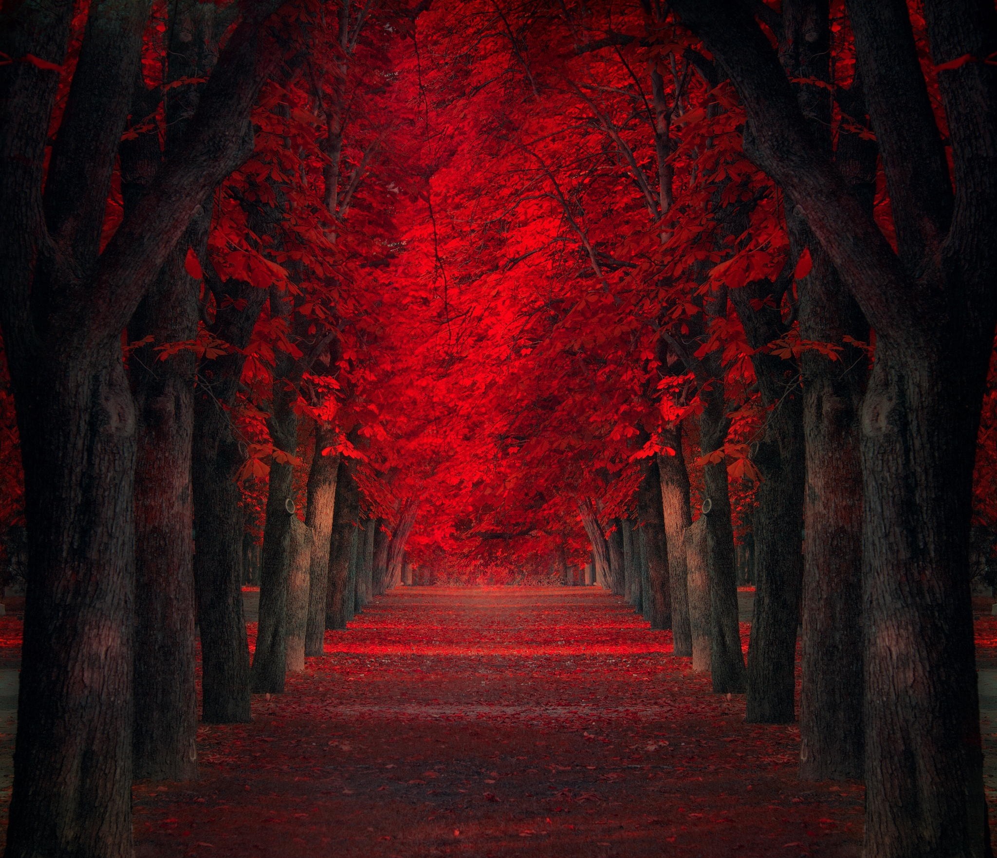 Path Trees Red Leaves Fall Park Nature Landscape Red Leaves Wallpaper ...