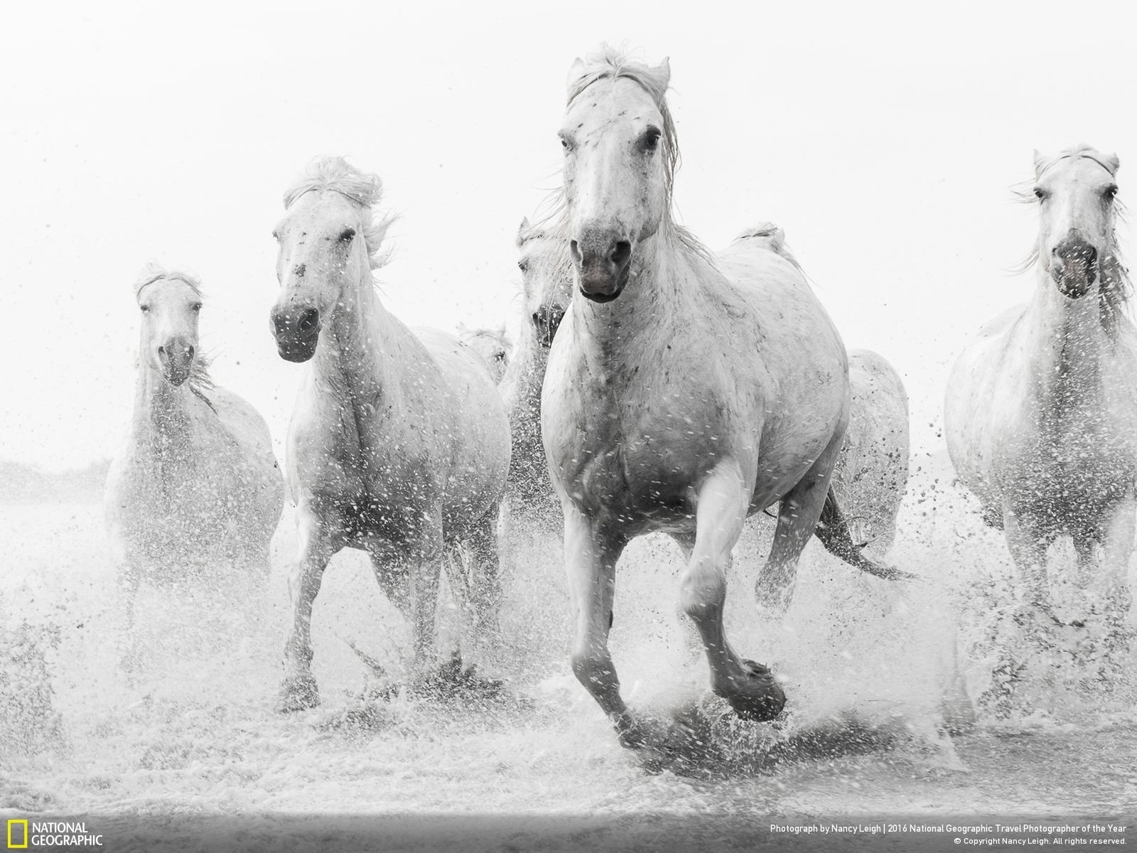 Animals National Geographic Horse White 1600x1200