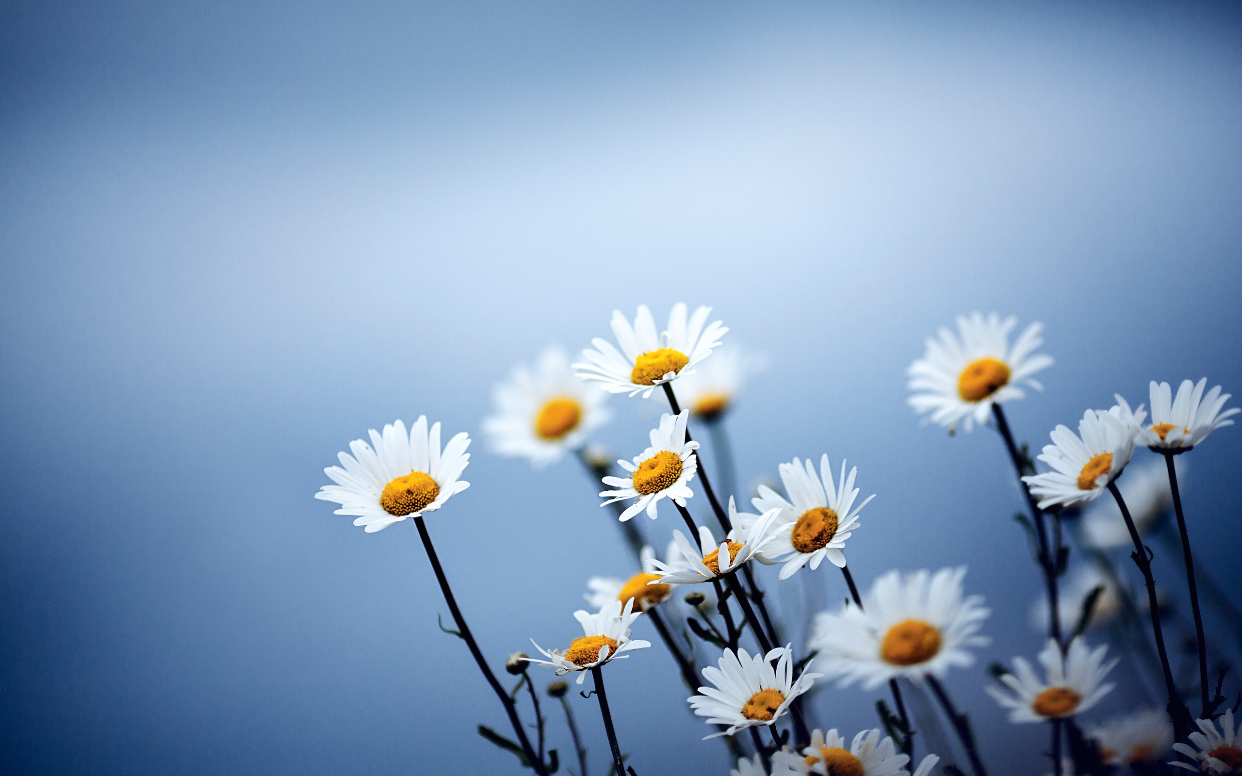 Nature Flowers Daisies Matricaria 2560x1600