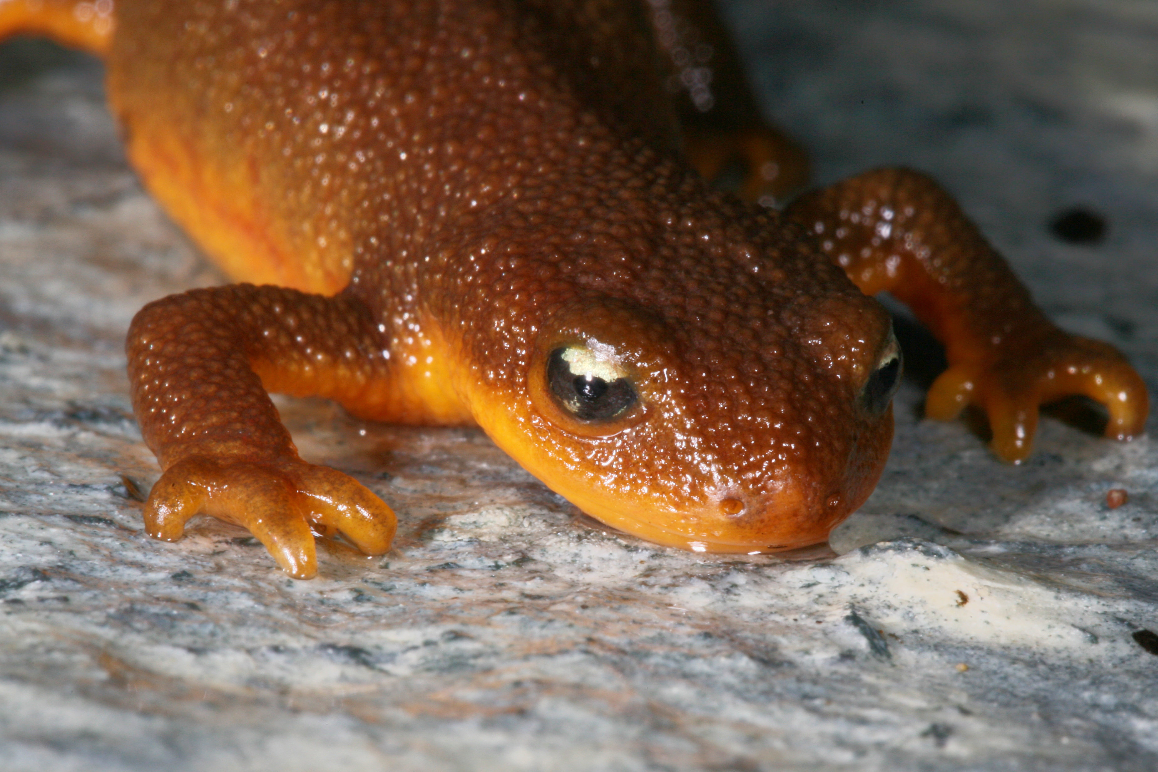 Animal Newt 3725x2485