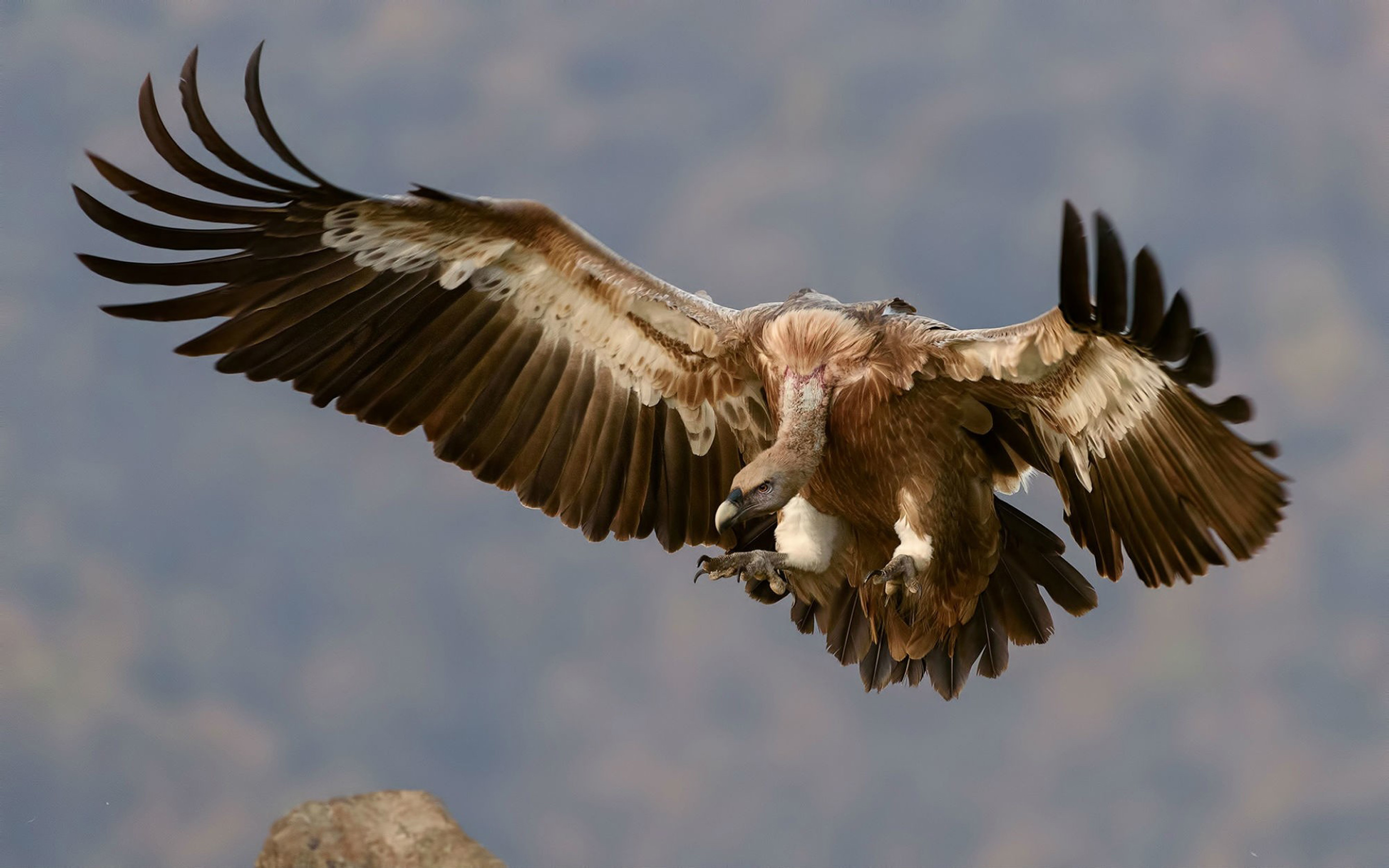 Vulture Bird Wings Flying Griffon Vulture 2880x1800