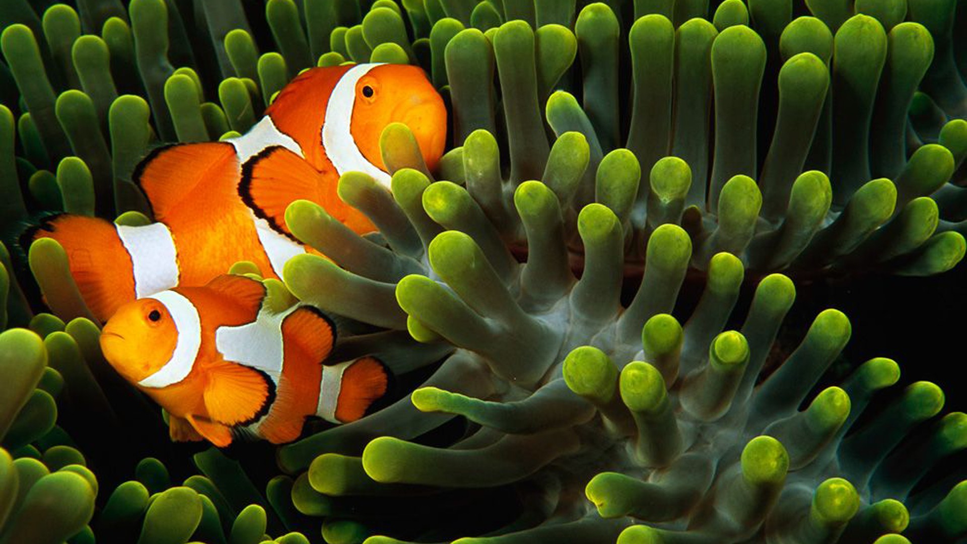 Animals Underwater Fish Clownfish 1920x1080
