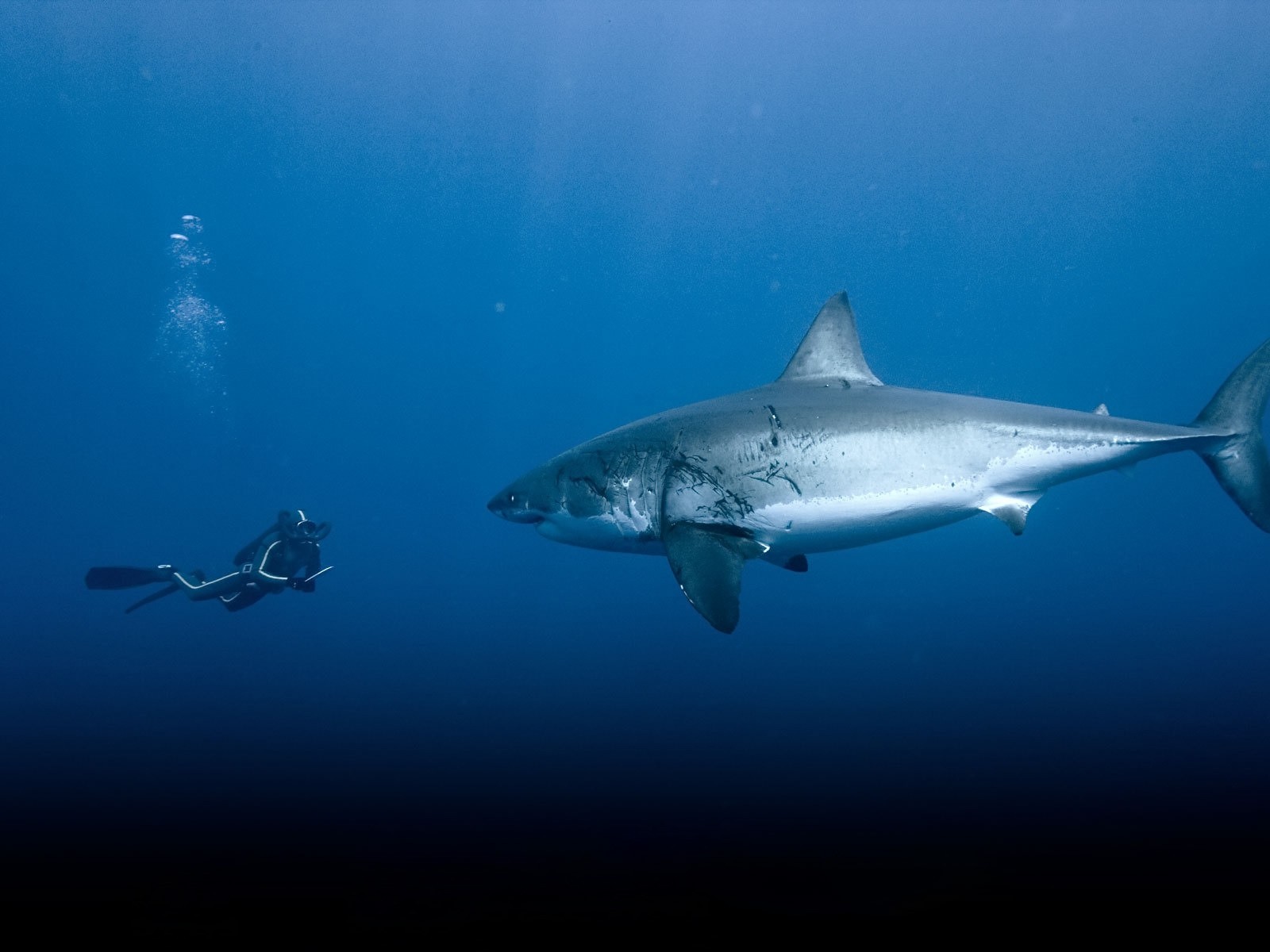 Great White Shark Animals Fish Shark Divers 1600x1200
