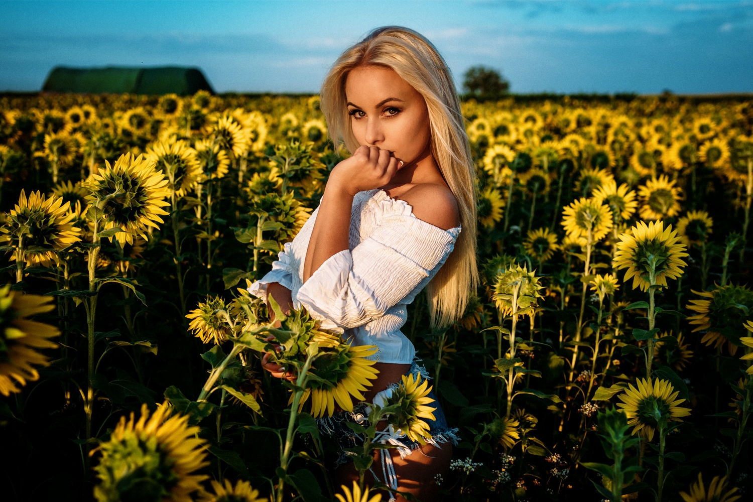 Women Blonde Model Outdoors Portrait Looking At Viewer Bare Shoulders White Tops Sunflowers Yellow F 1500x1000
