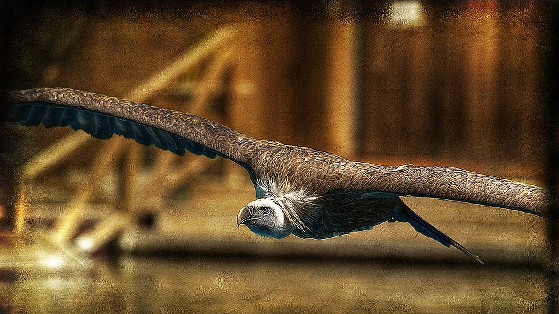 Animal Vulture 1920x1080