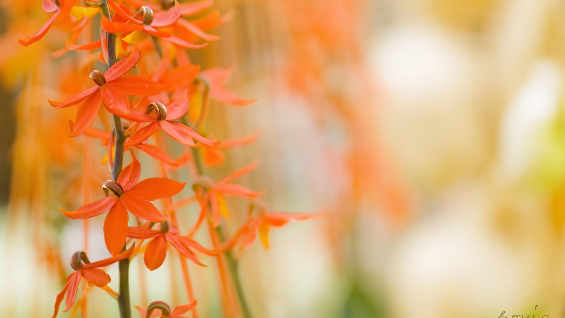 Macro Flowers Orange Flowers 1920x1080