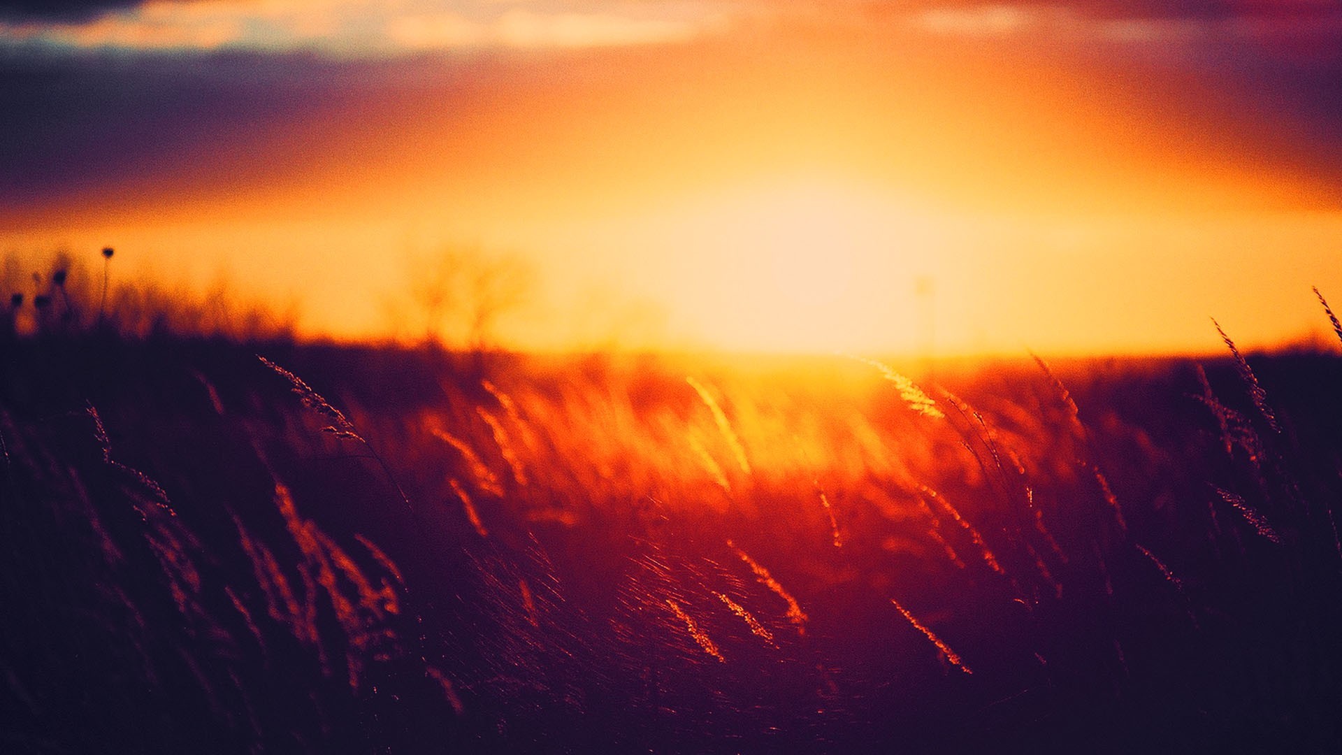 Nature Landscape Sunlight Grass Sunset Golden Hour 1920x1080