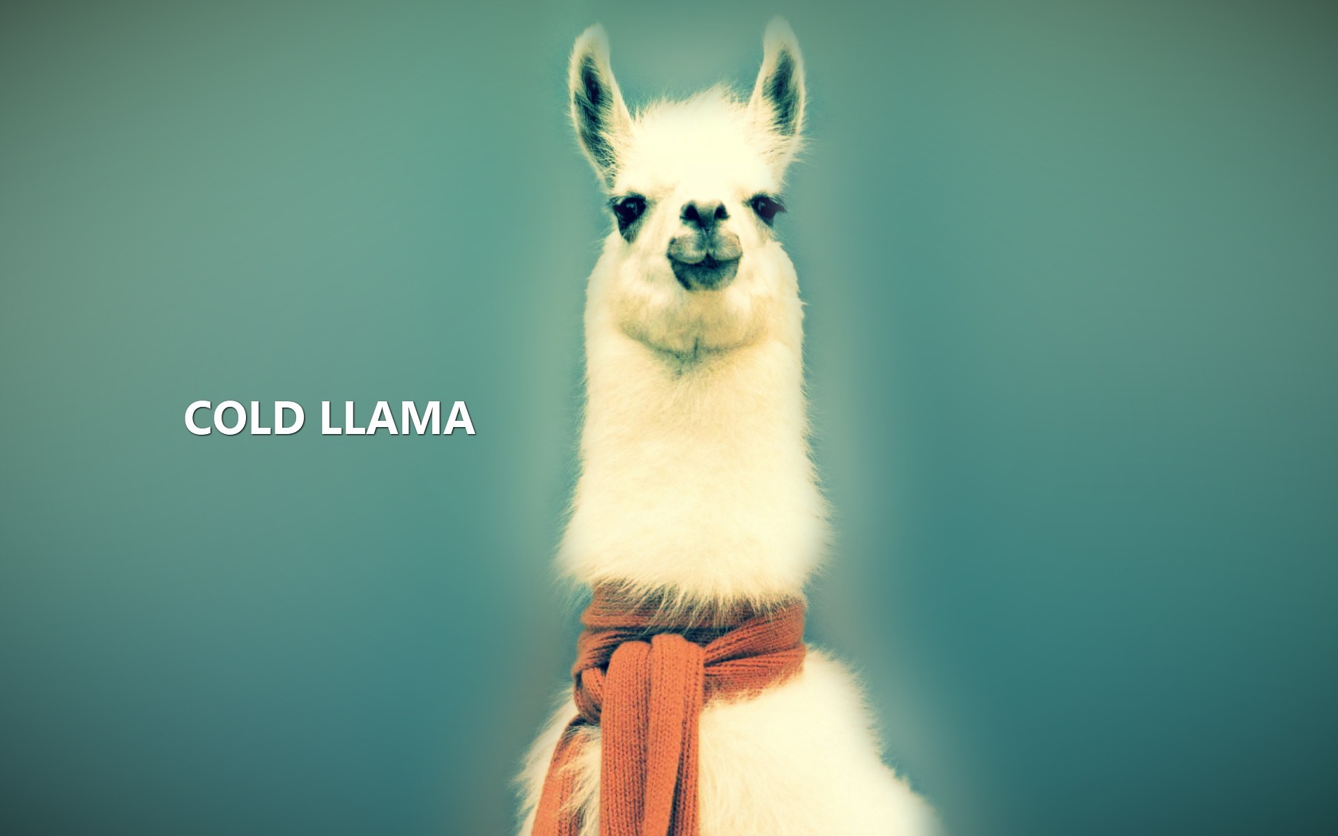 Animals Lama Llamas Abstract Nature 1920x1200