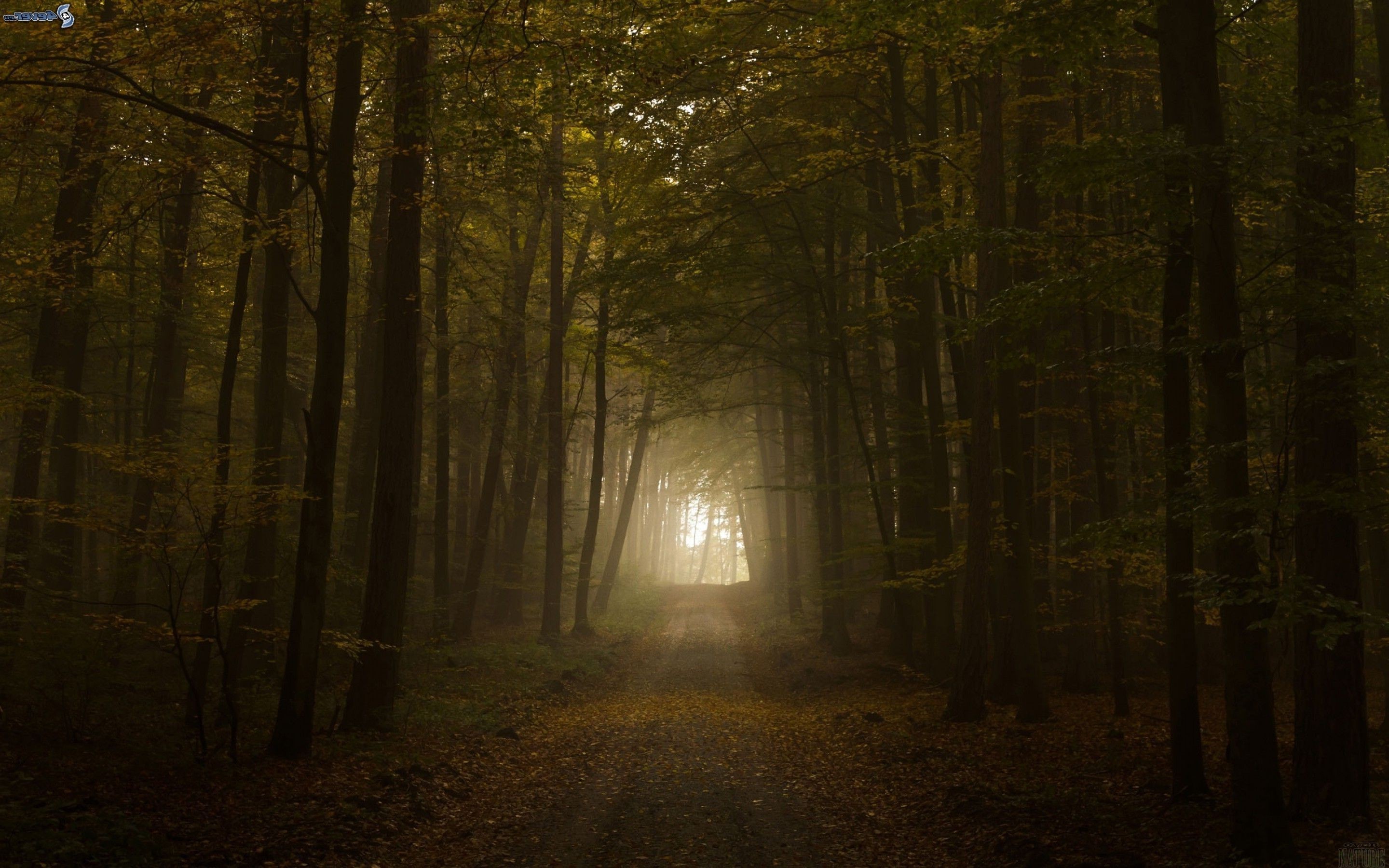 Nature Forest Pathway Trees 2880x1800