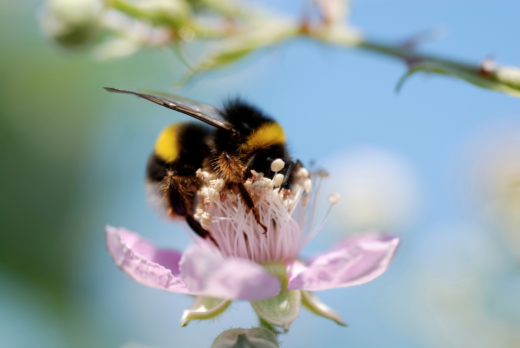 Bees Flowers Animals Insect 1694x1133