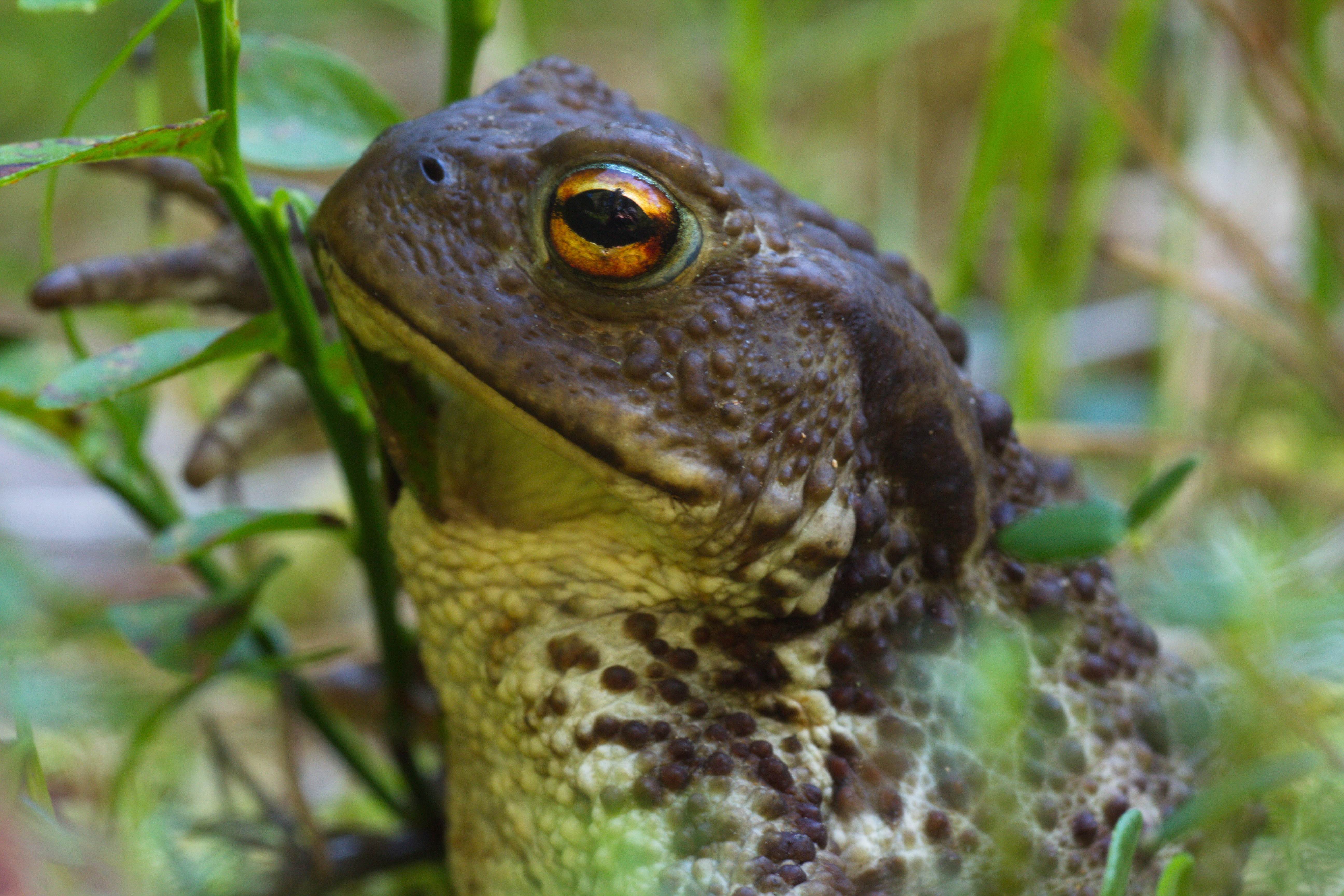 Animal Toad 5184x3456