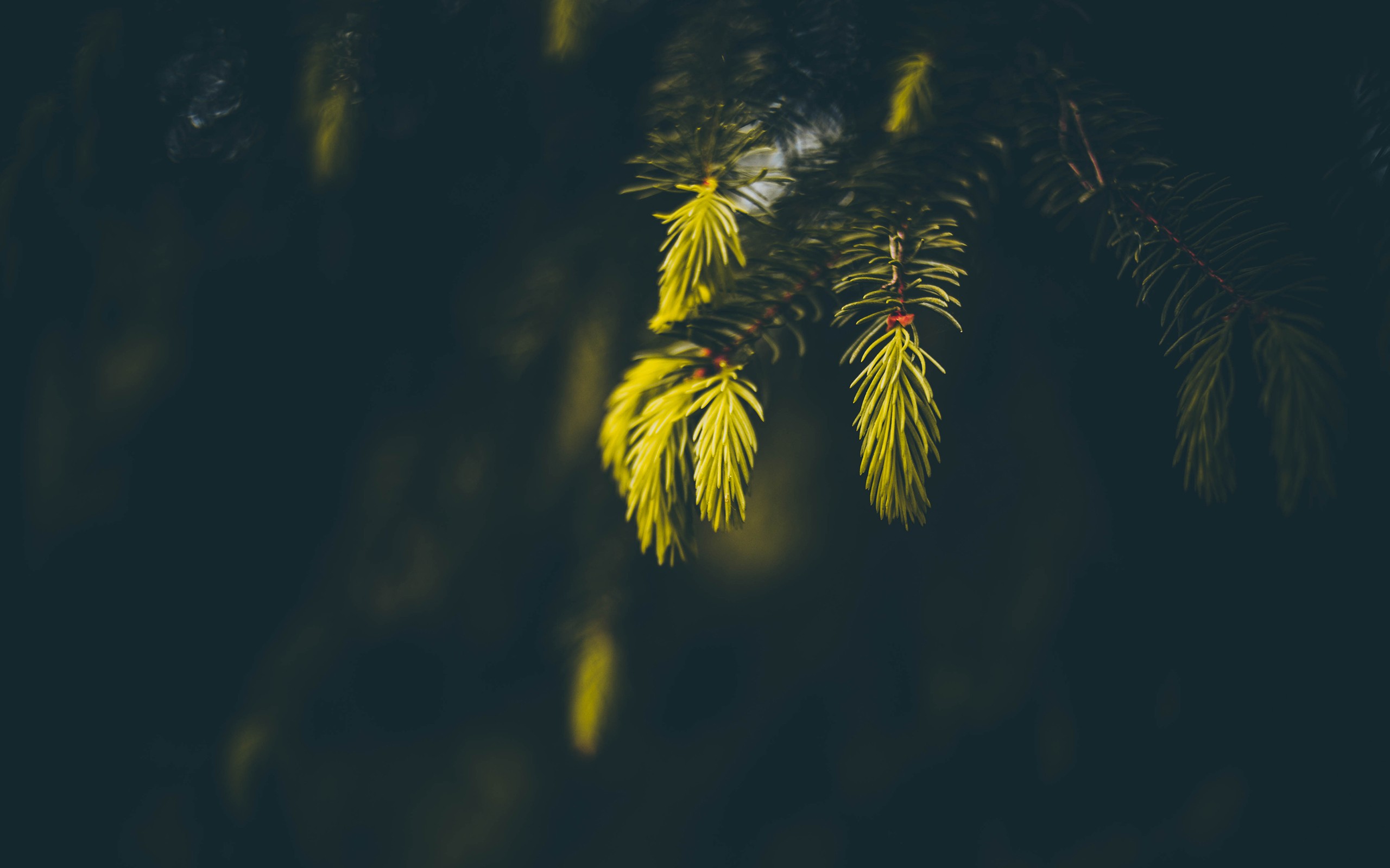 Spruce Macro Sunlight Depth Of Field Blurred Nature Photography 2560x1600