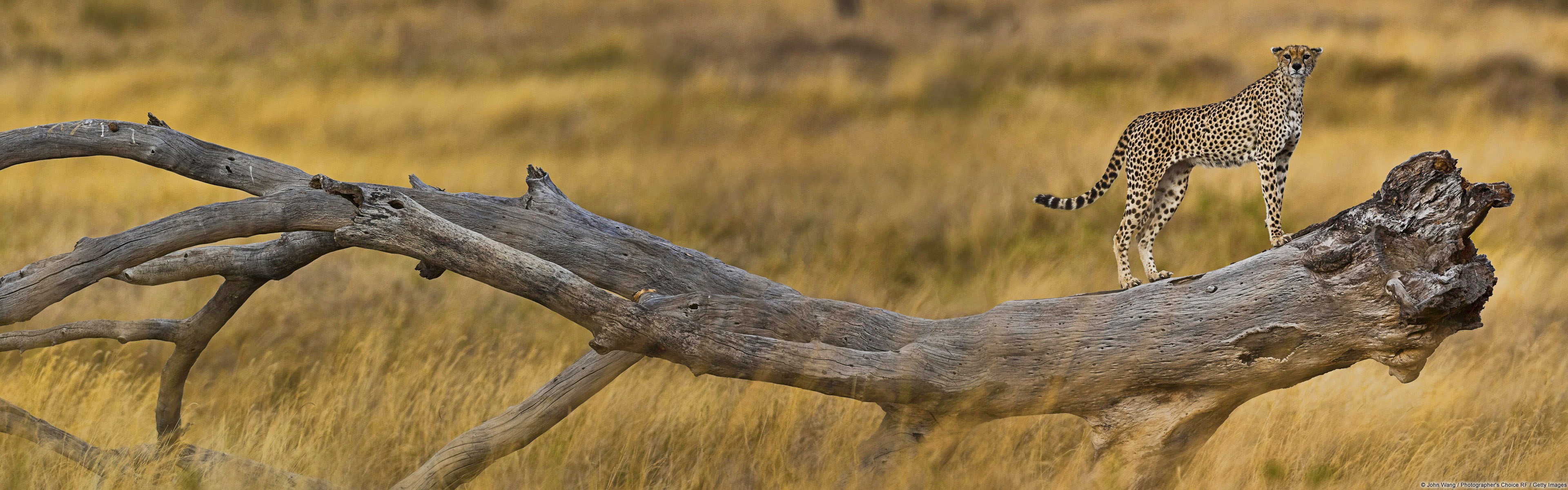 Nature Landscape Animals Cheetahs Savannah 3840x1200