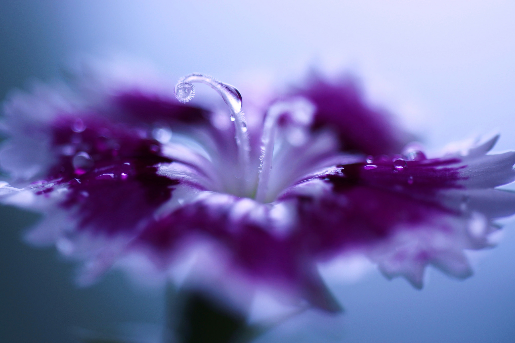 Dianthus Flower Water Drop Macro Nature Purple Flower 2048x1365