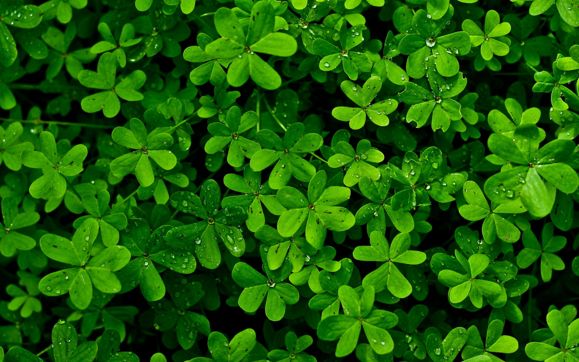 Plants Leaves Nature Clovers 1920x1200