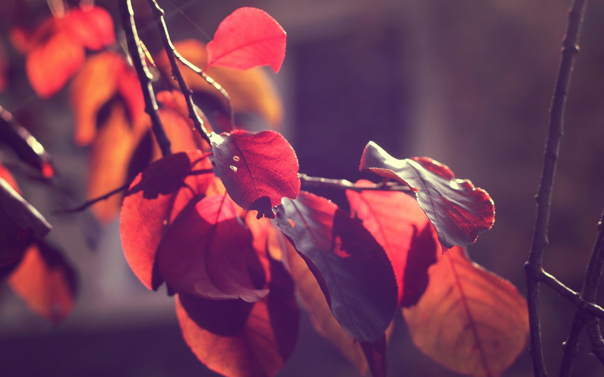 Macro Red Leaves Leaves Branch Fall 2560x1600