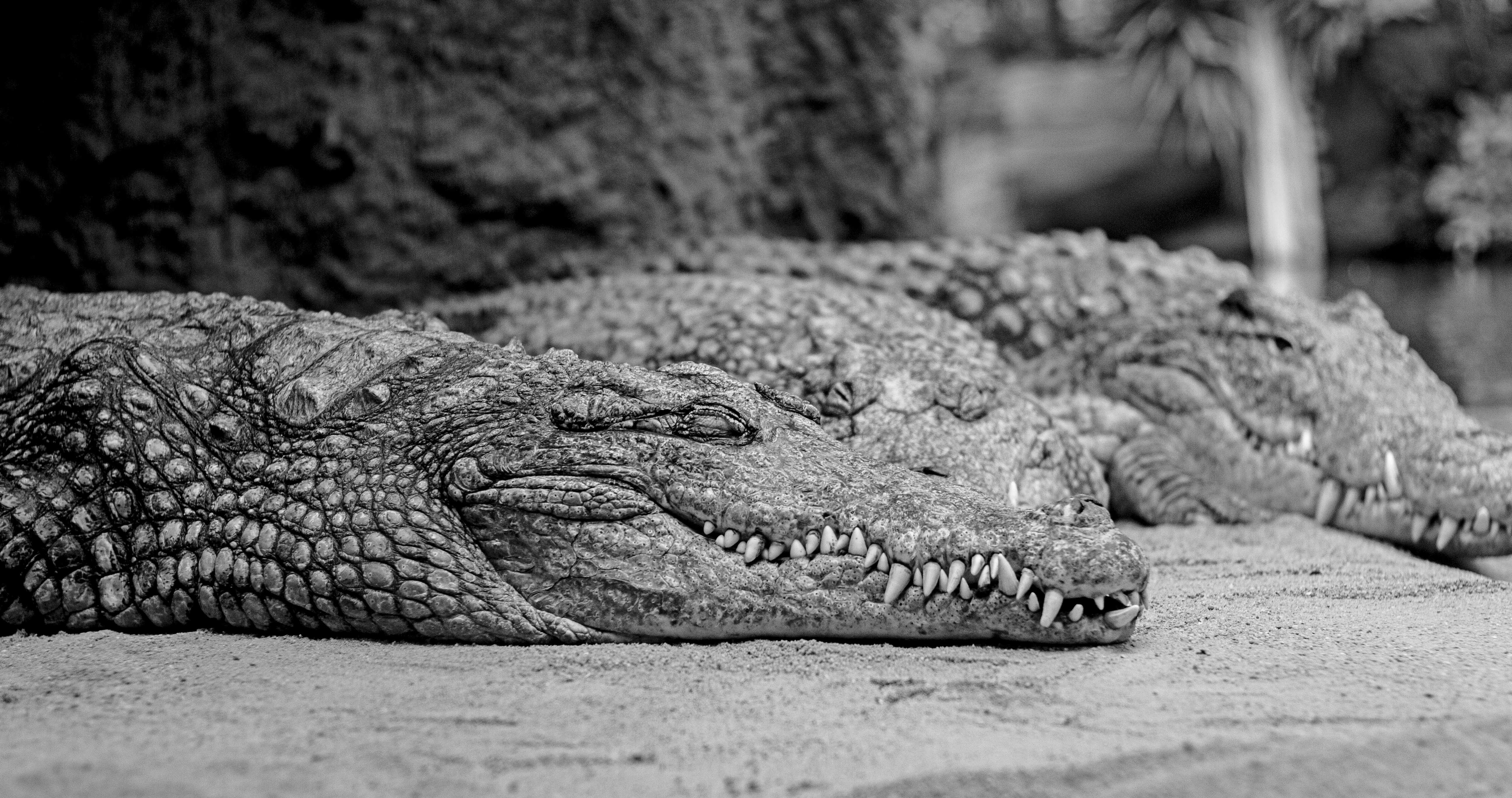 Monochrome Animals Crocodile Crocodiles Reptiles 5184x2736