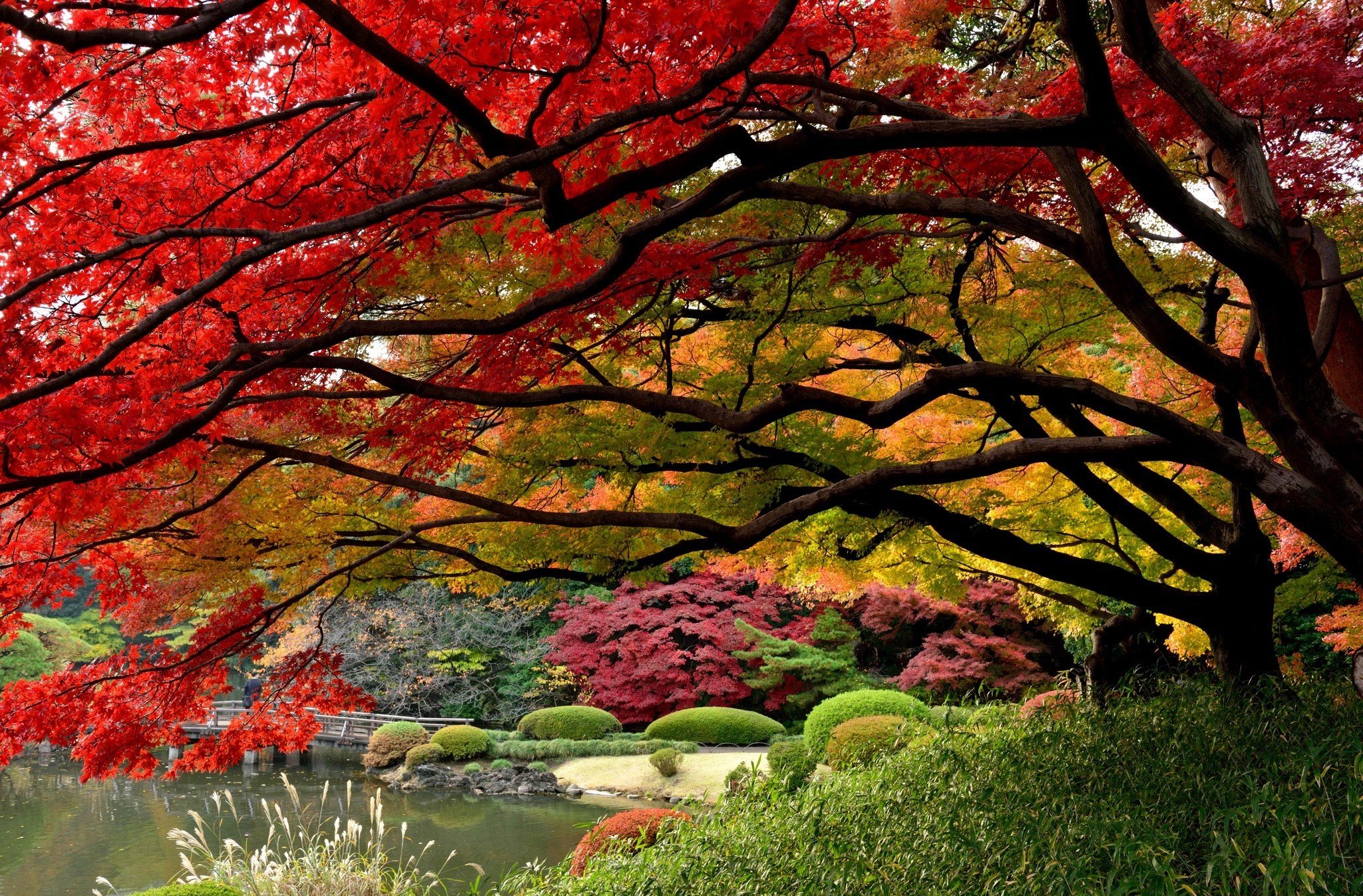 Fall Tree Japanese Garden 2048x1347