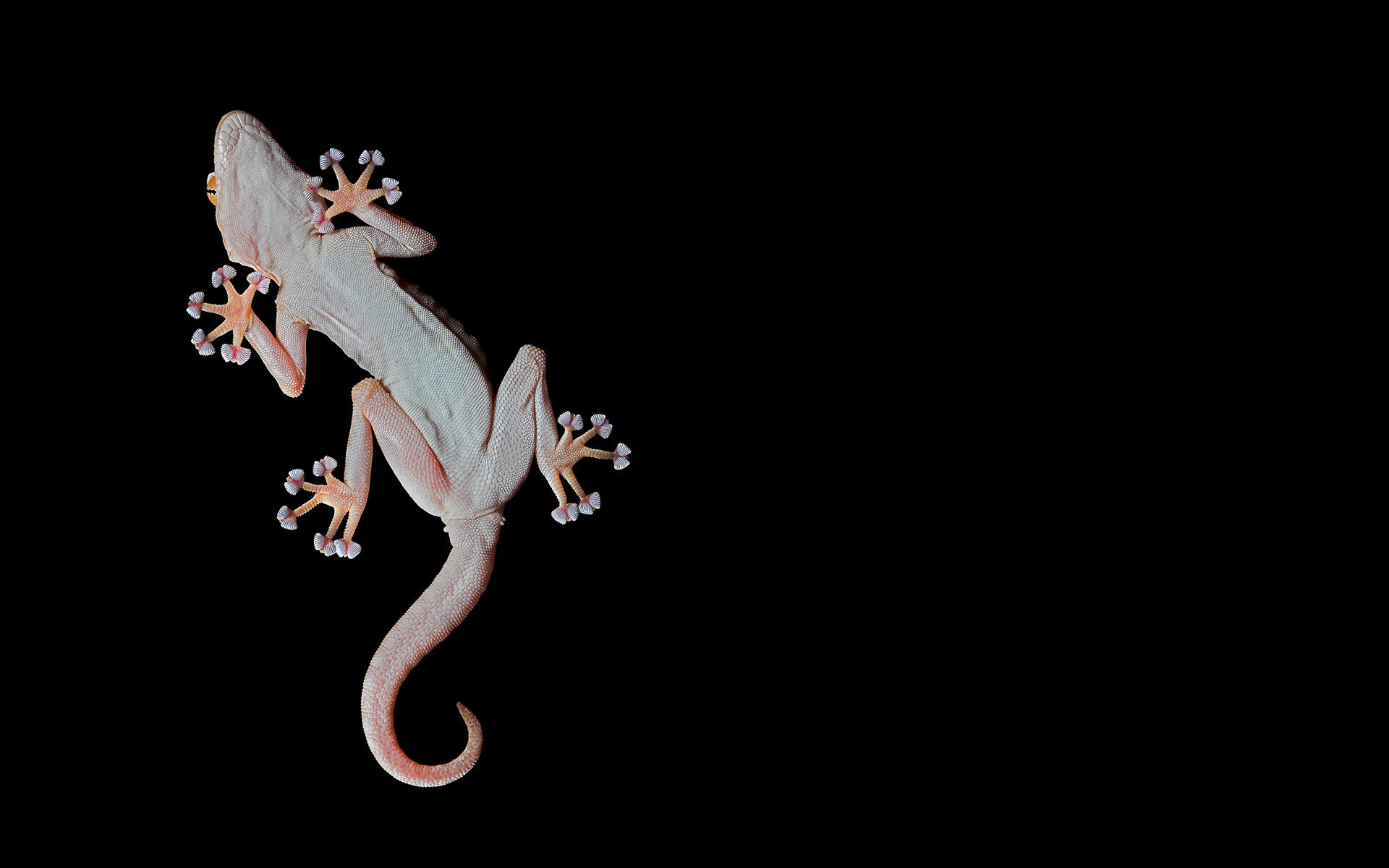 Lizard Gecko Reptile 1920x1200