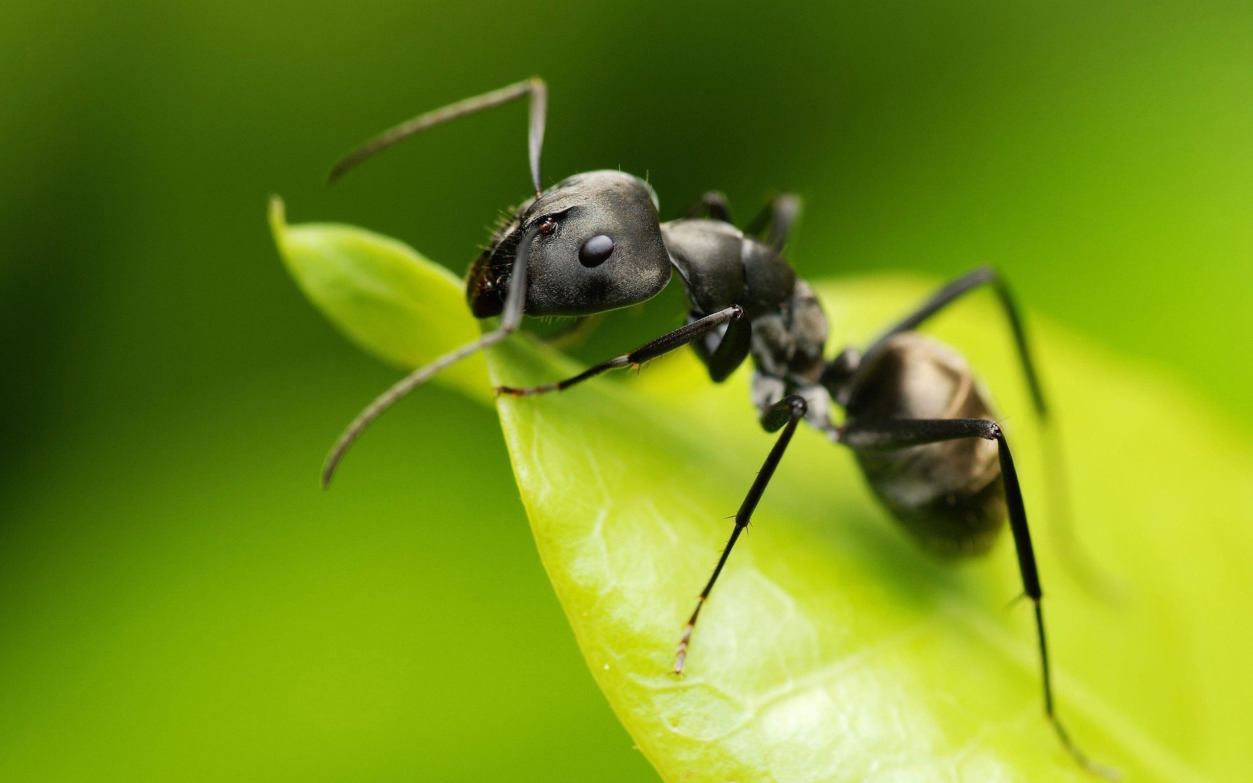 Animals Ants Insect Camponotus Hymenoptera Macro 2560x1600