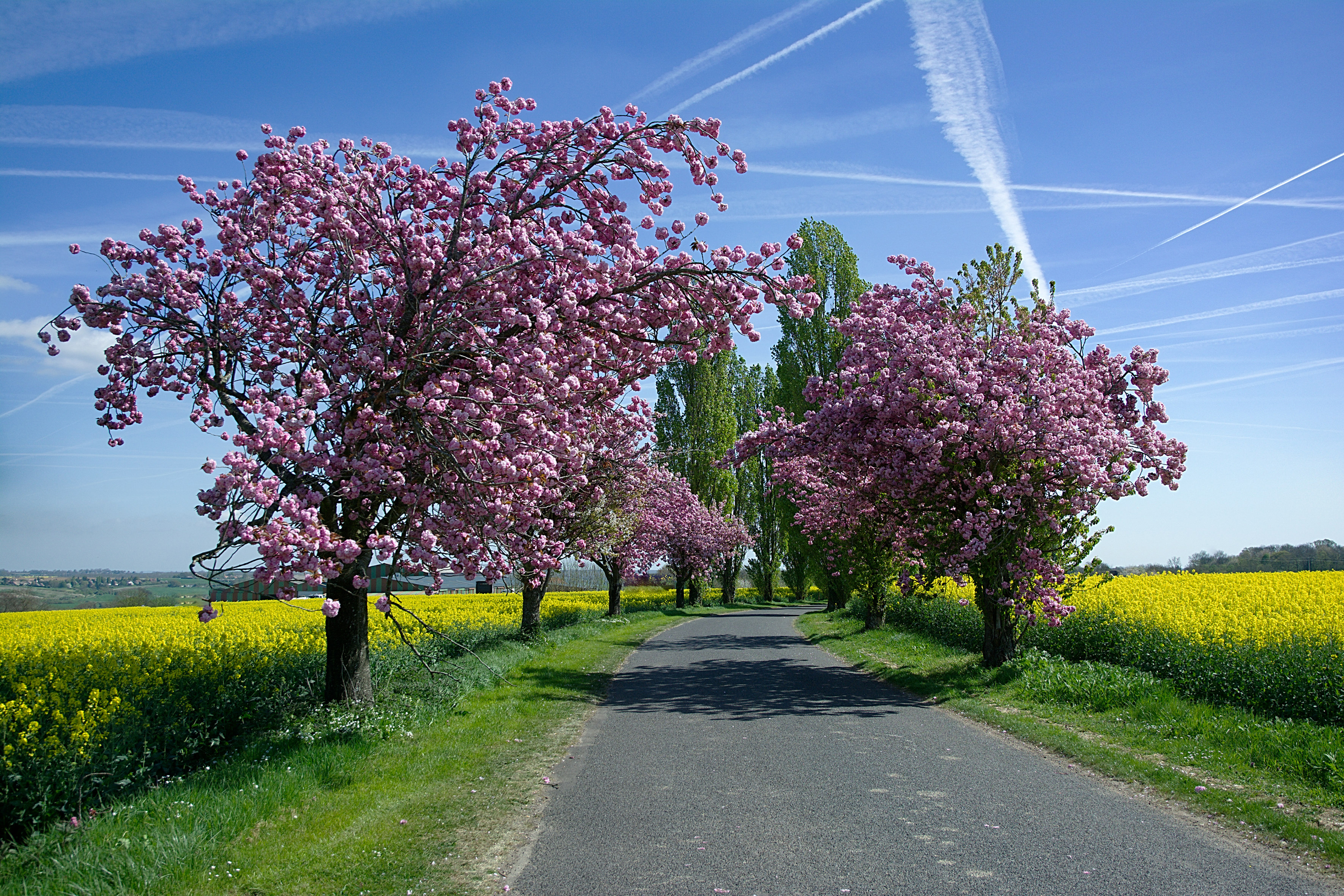 Road Spring Tree Blossom Field Rapeseed 3264x2176