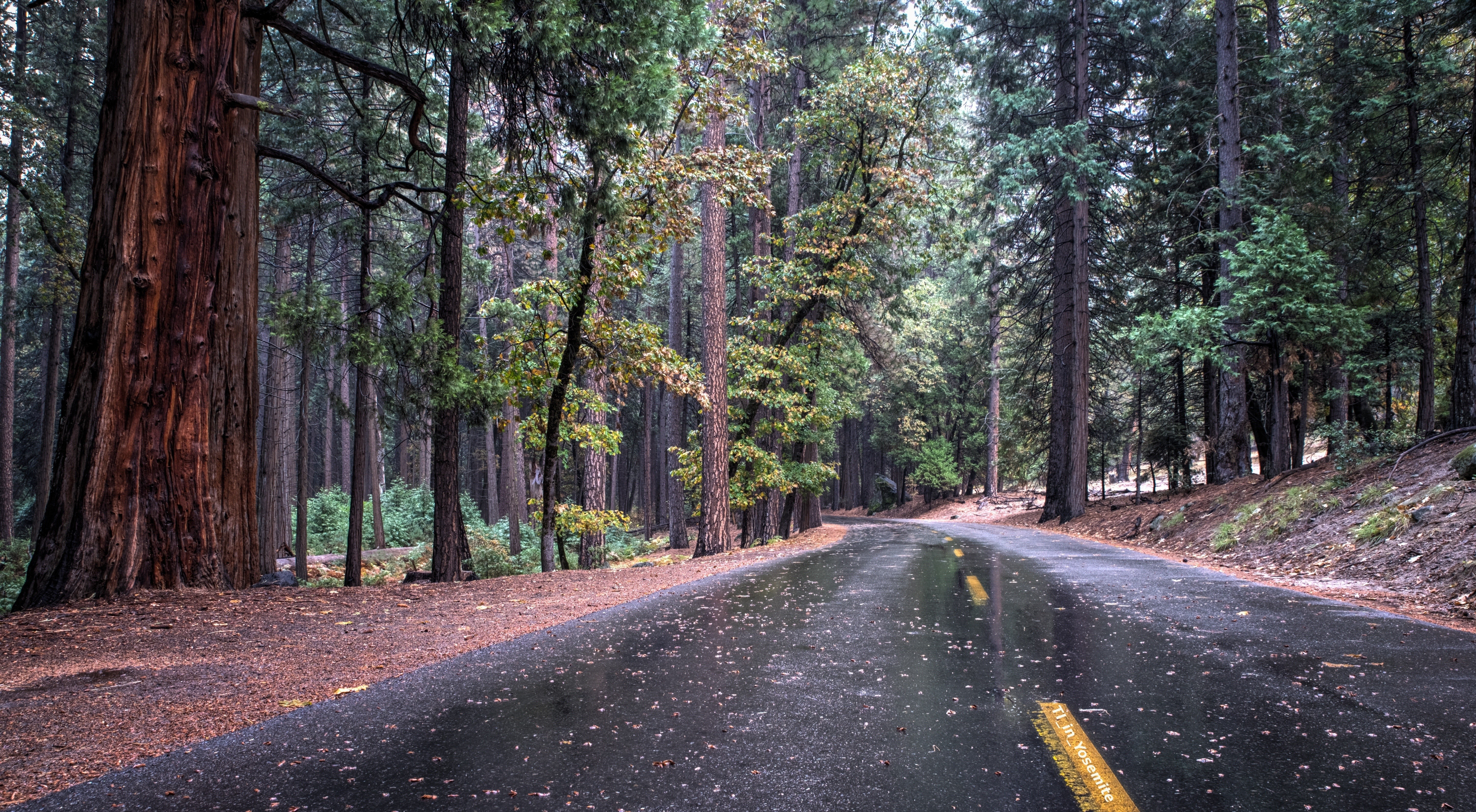 Trees Road Sequoias Pine Trees Forest Nature 6034x3321