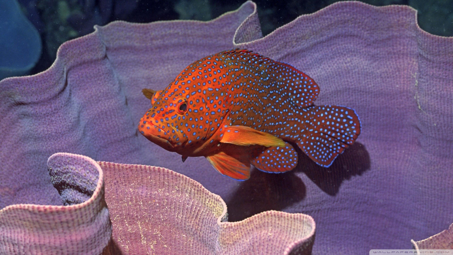 Fish Coral Tropical Fish Animals 1920x1080