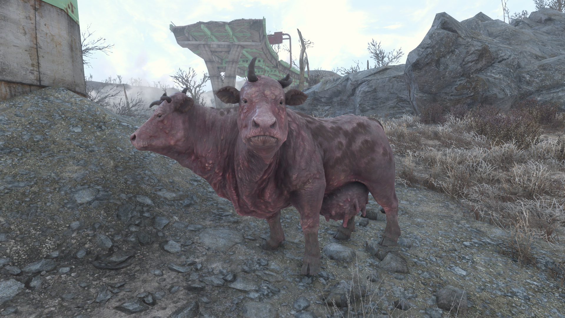 Fallout Fallout 4 Cow Creature Apocalyptic Video Games Pc Gaming Wallpaper Resolution 19x1080 Id Wallha Com