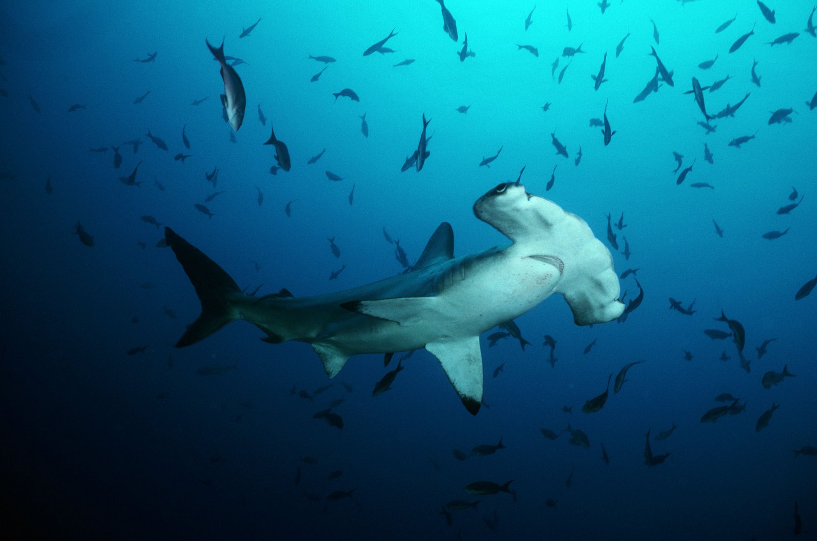 Animal Hammerhead Shark 1600x1060