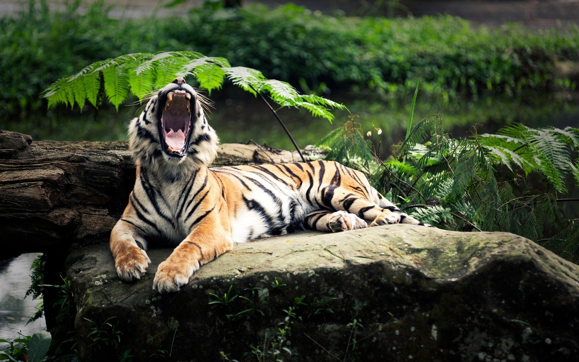 Tiger Animals Nature Open Mouth Yawning Depth Of Field Big Cats 1920x1200