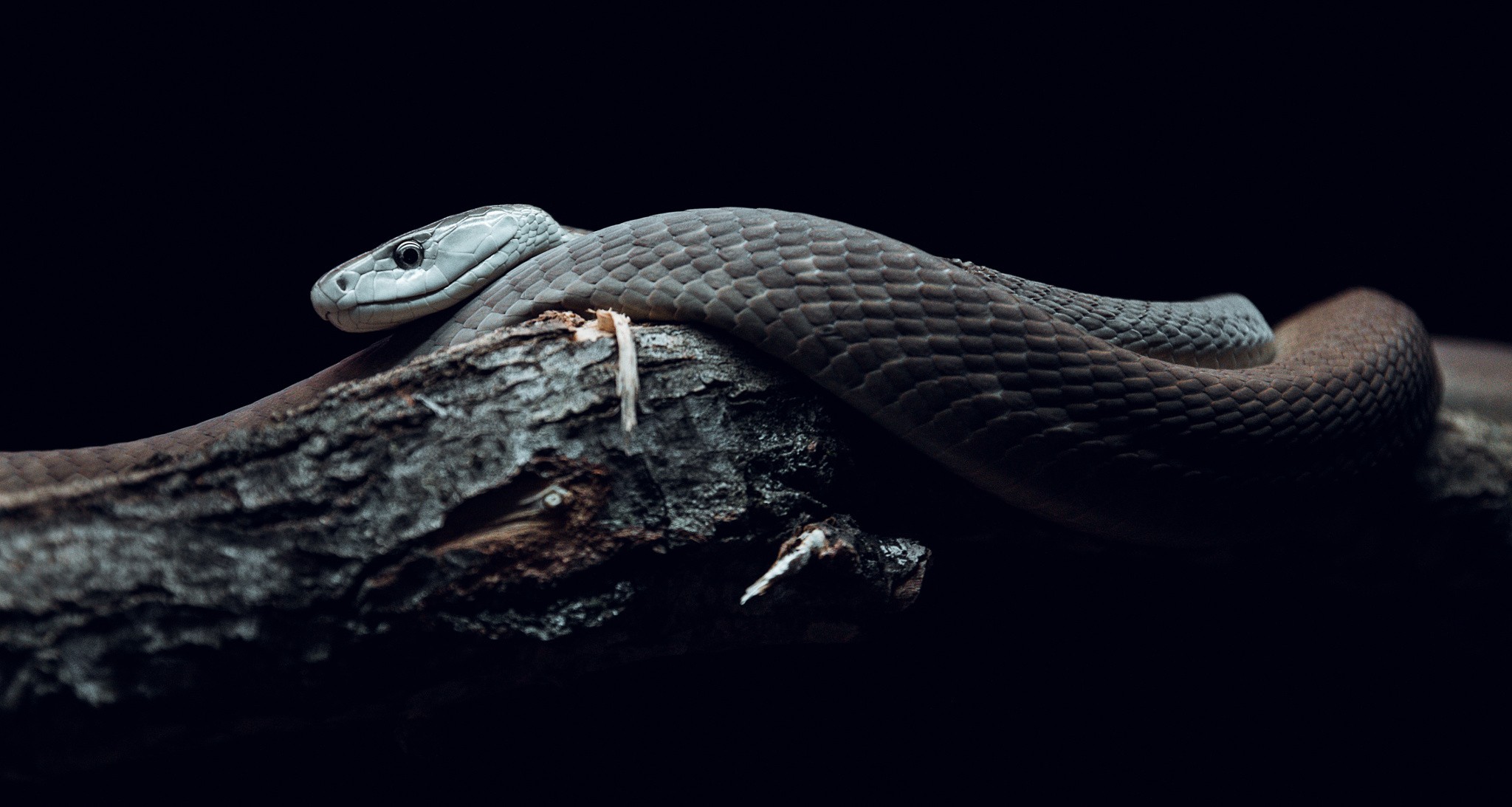 Nature Snake Reptiles Wildlife Photography Branch Mamba 2048x1093