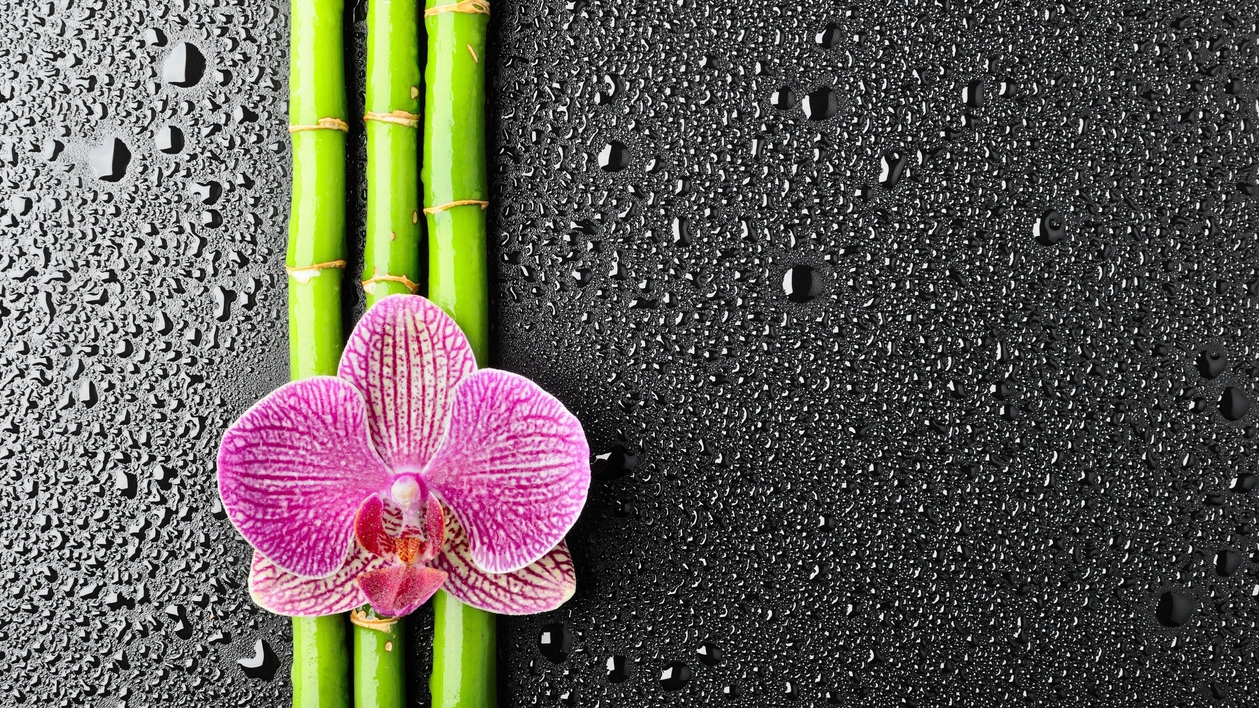 Flowers Water Drops Bamboo Orchids Plants Texture 2560x1440