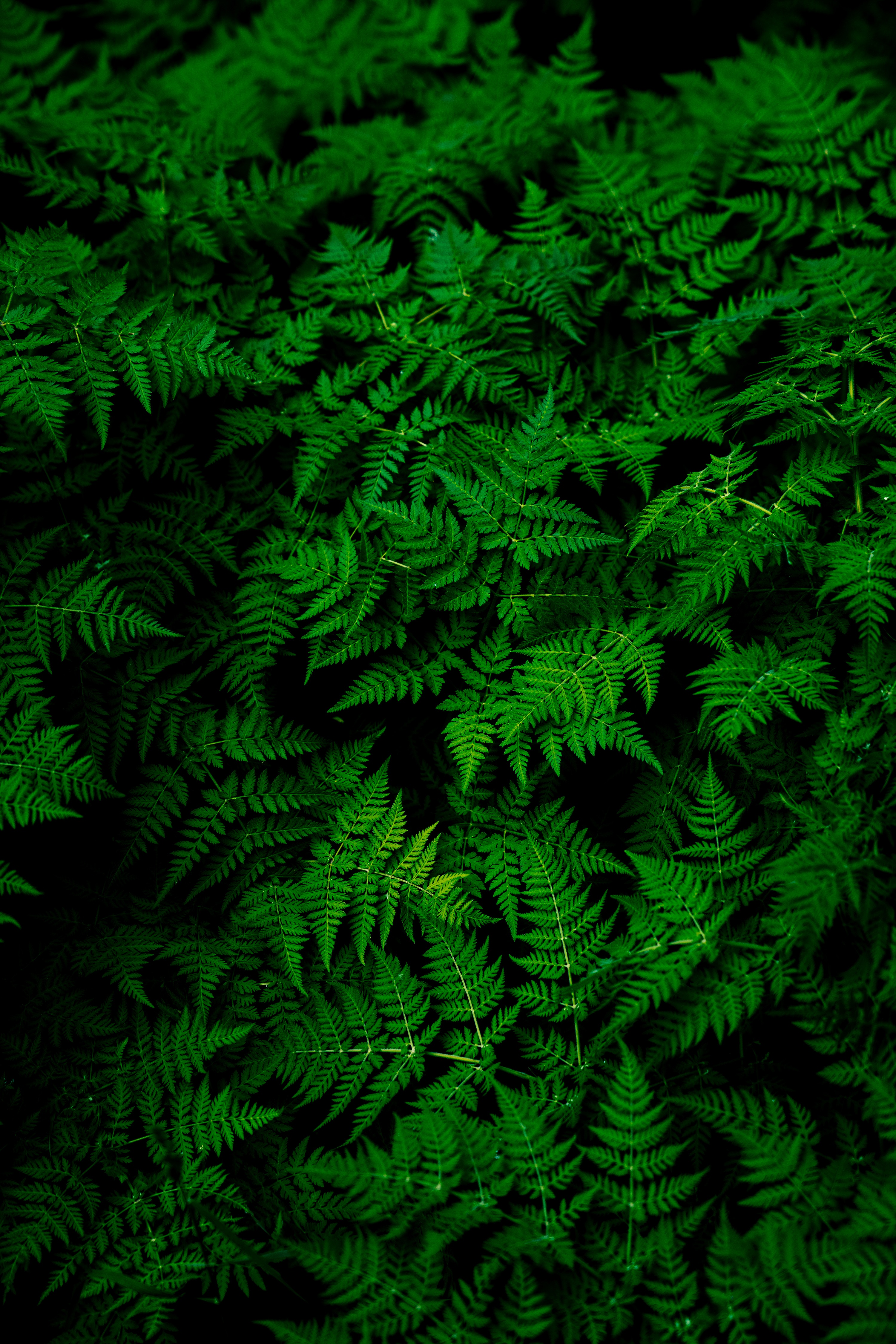 Nature Plants Ferns Macro Green Leaves 3000x4498