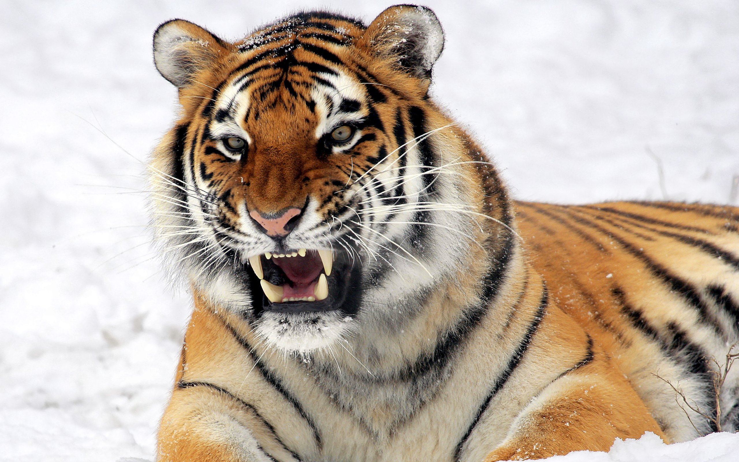 Snarl Tiger Cat Big Cat Wildcat 2560x1600