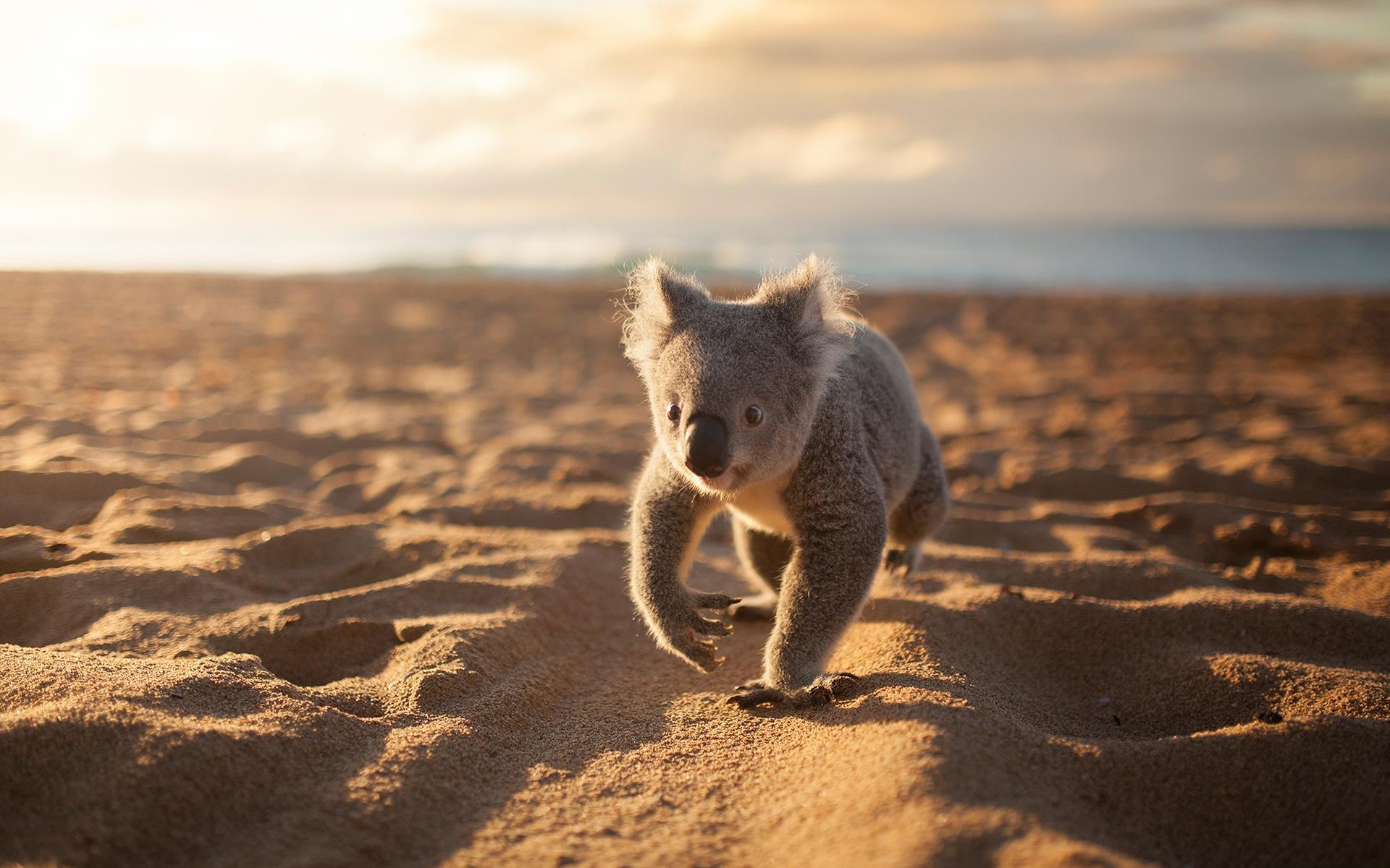 Animals Koalas Beach Sand 1920x1200