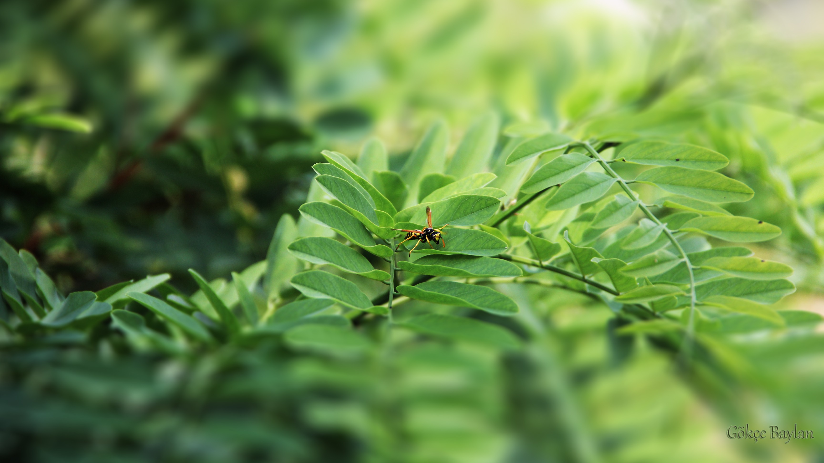 Istanbul Turkey Luleburgaz Green Leaves Wasps Insect Nature Depth Of Field 3456x1944