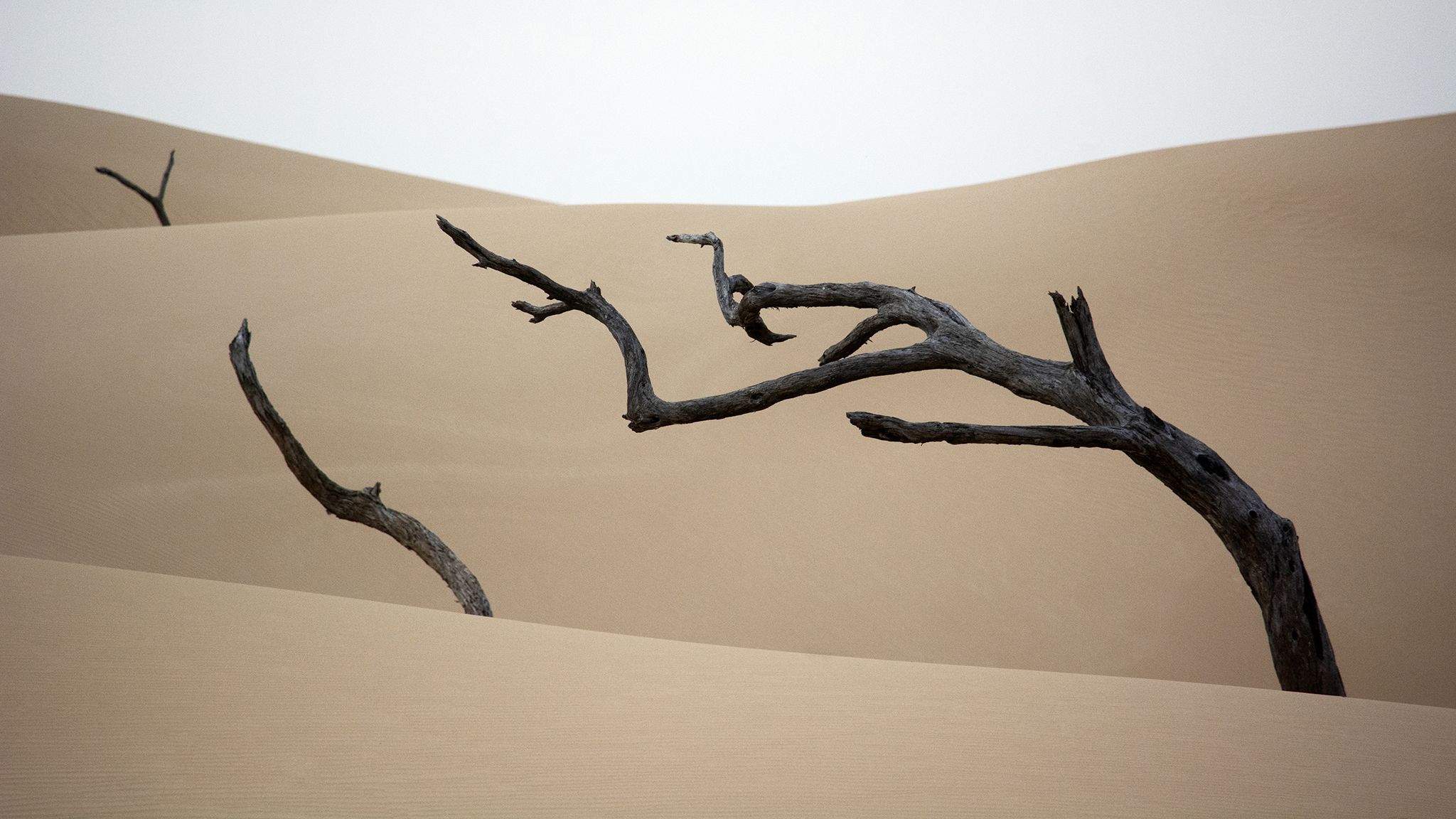Desert Sand Beige Dead Trees 2048x1152
