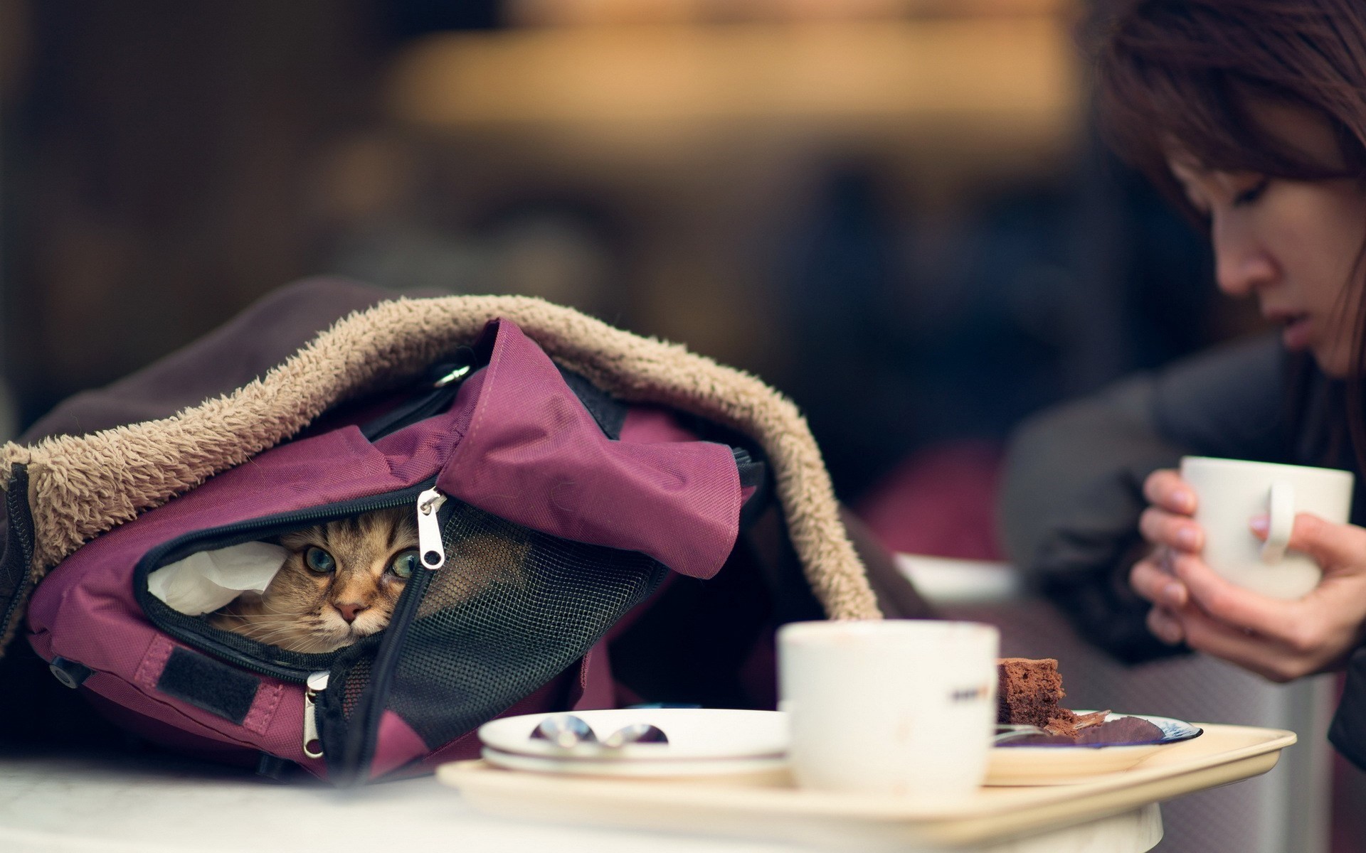 Asian Cats Cup Bag Animals Ben Torode Depth Of Field 1920x1200