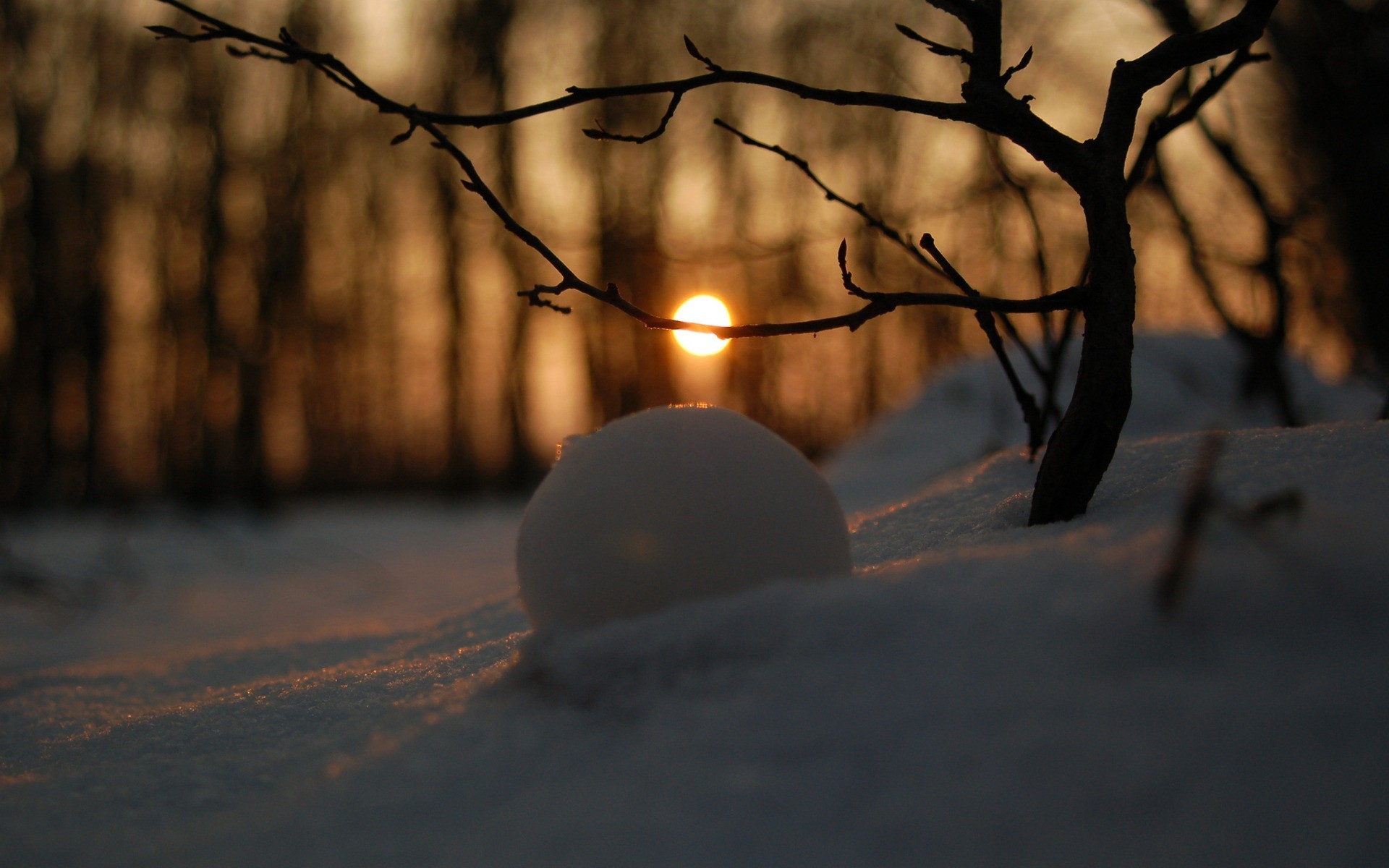 Nature Landscape Winter Snow Trees Branch Snowball Sun Depth Of Field 1920x1200