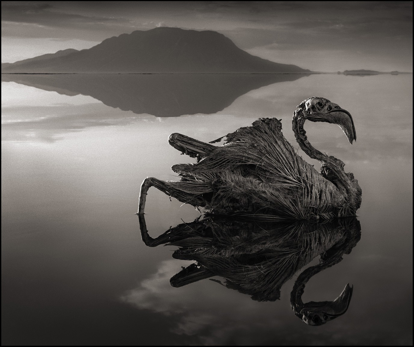 Nature Landscape Animals Monochrome Tanzania Africa Salt Lakes Hills Reflection Creepy Dead Birds Fe 1376x1152