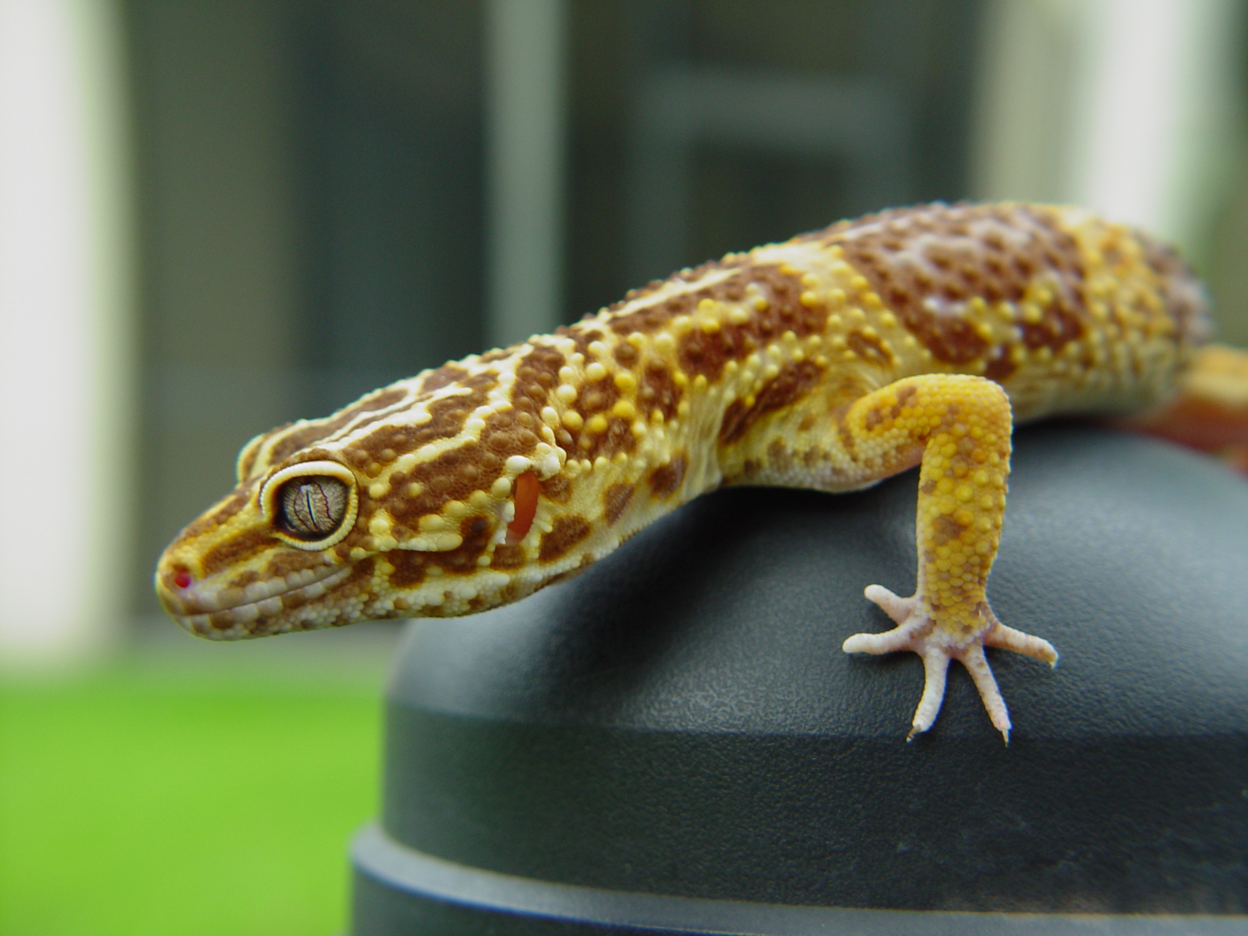 Gecko Reptiles Animals Outdoors 2560x1920