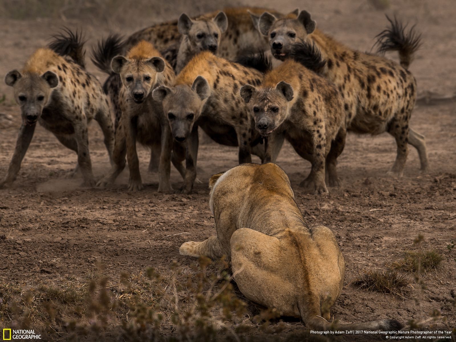 Animals Wildlife Lion Hyenas 2017 Year Nature National Geographic Africa 1600x1200