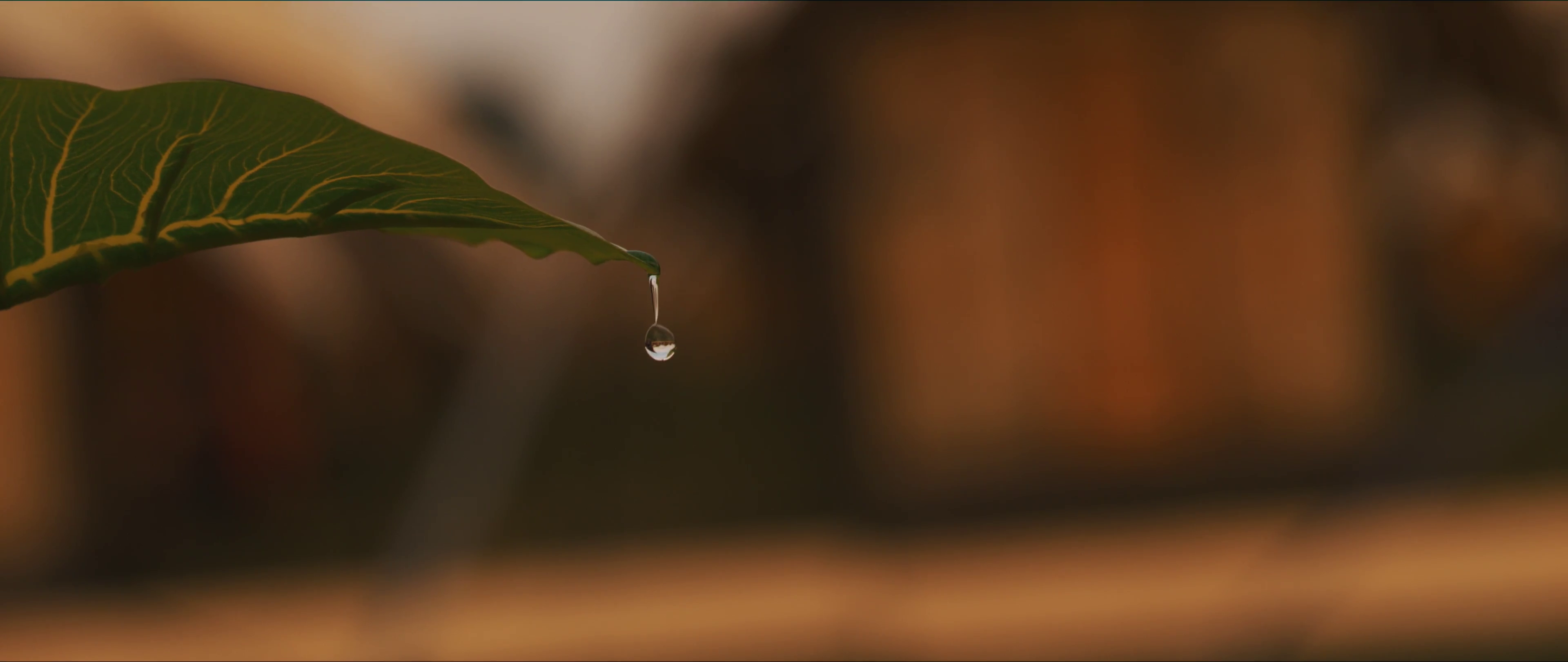 Tomorrowland Plants Water Drops 3840x1620